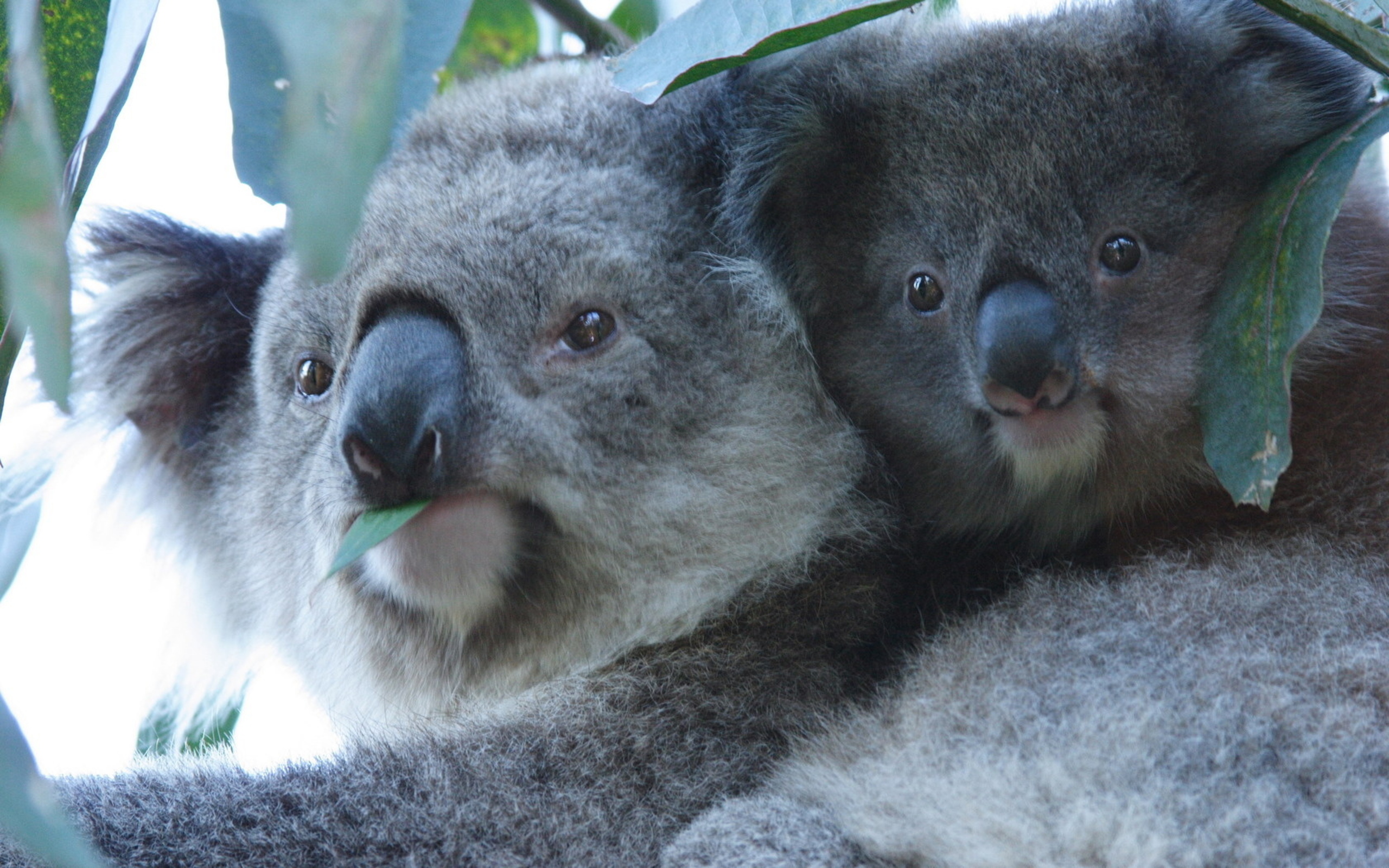 Animal Koala 2560x1600