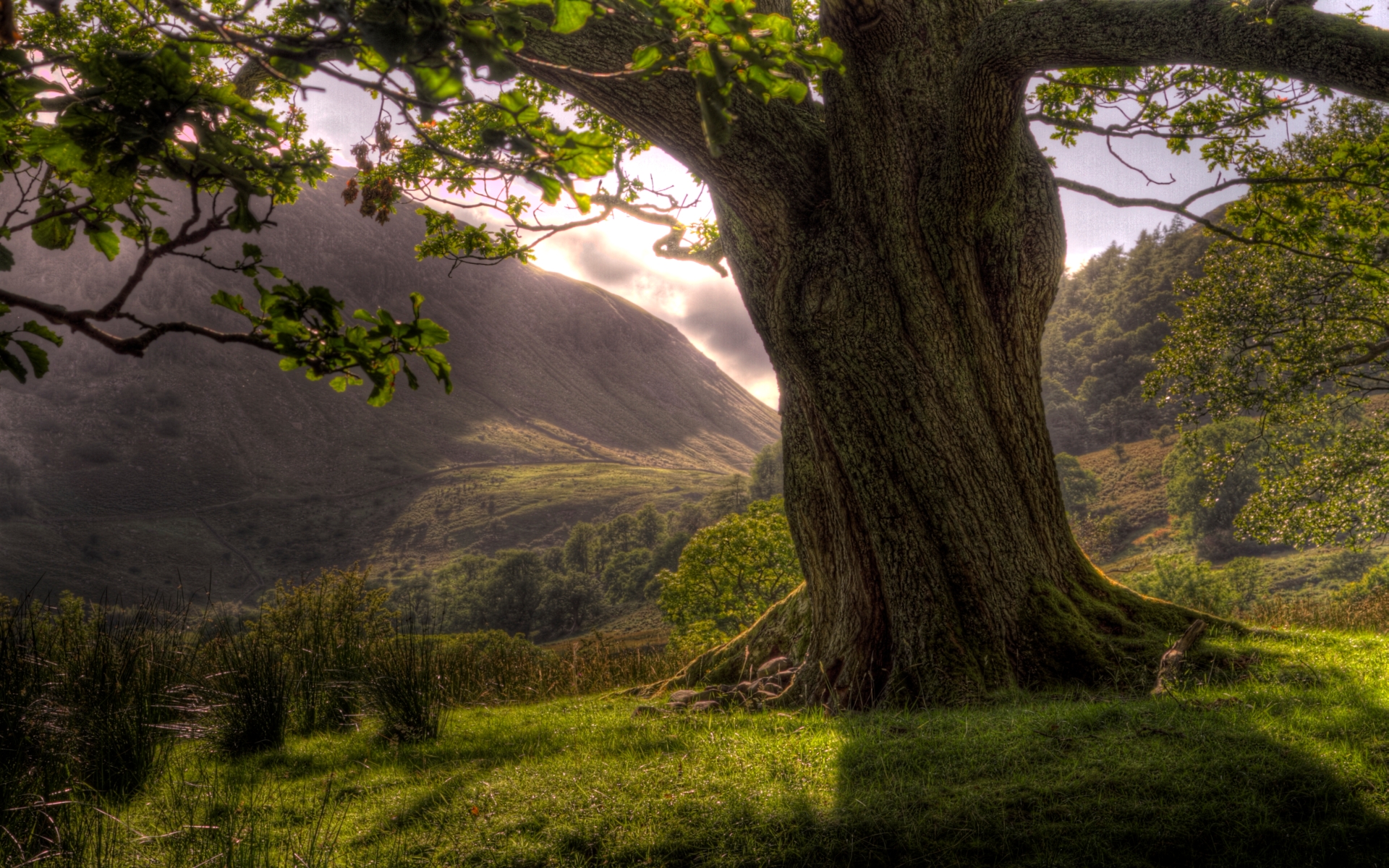 Earth Twisted Tree 1920x1200