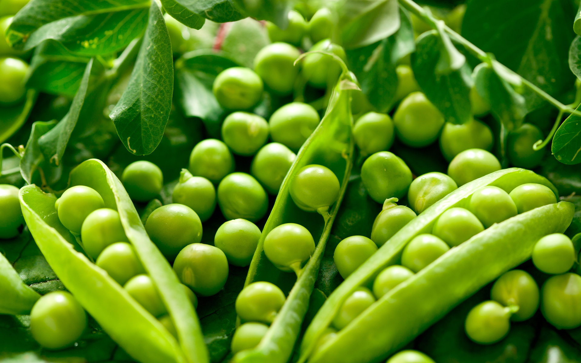 Food Pea 1920x1200