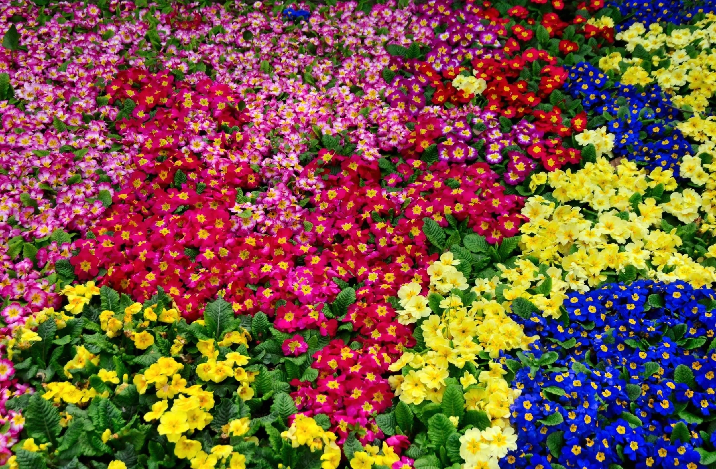 Flower Nature Earth Colorful 2500x1640