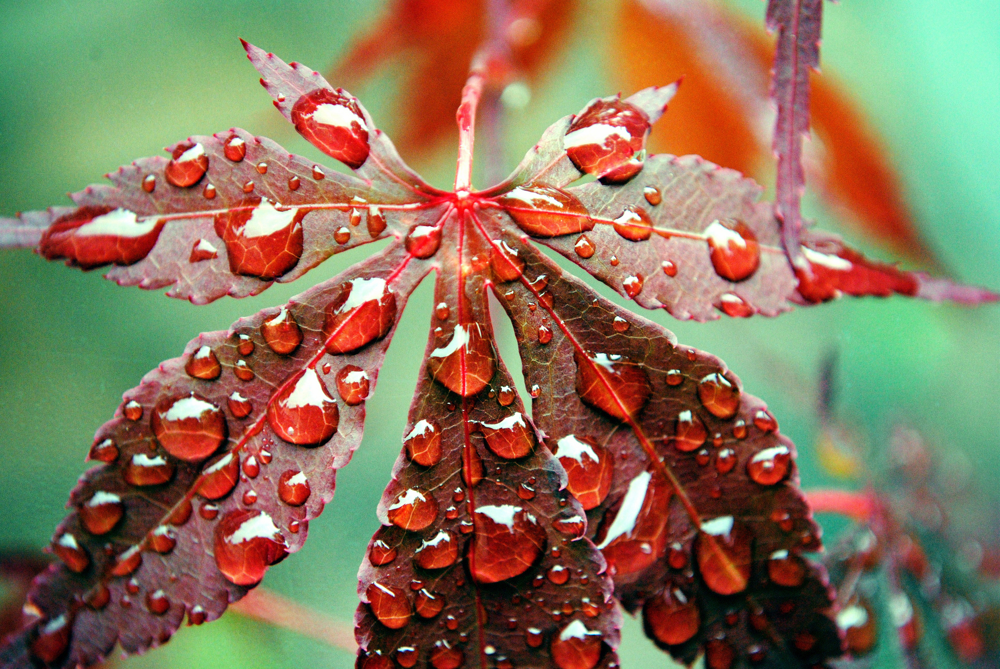 Leaf Fall Nature Close Up Dew Drop 2048x1371