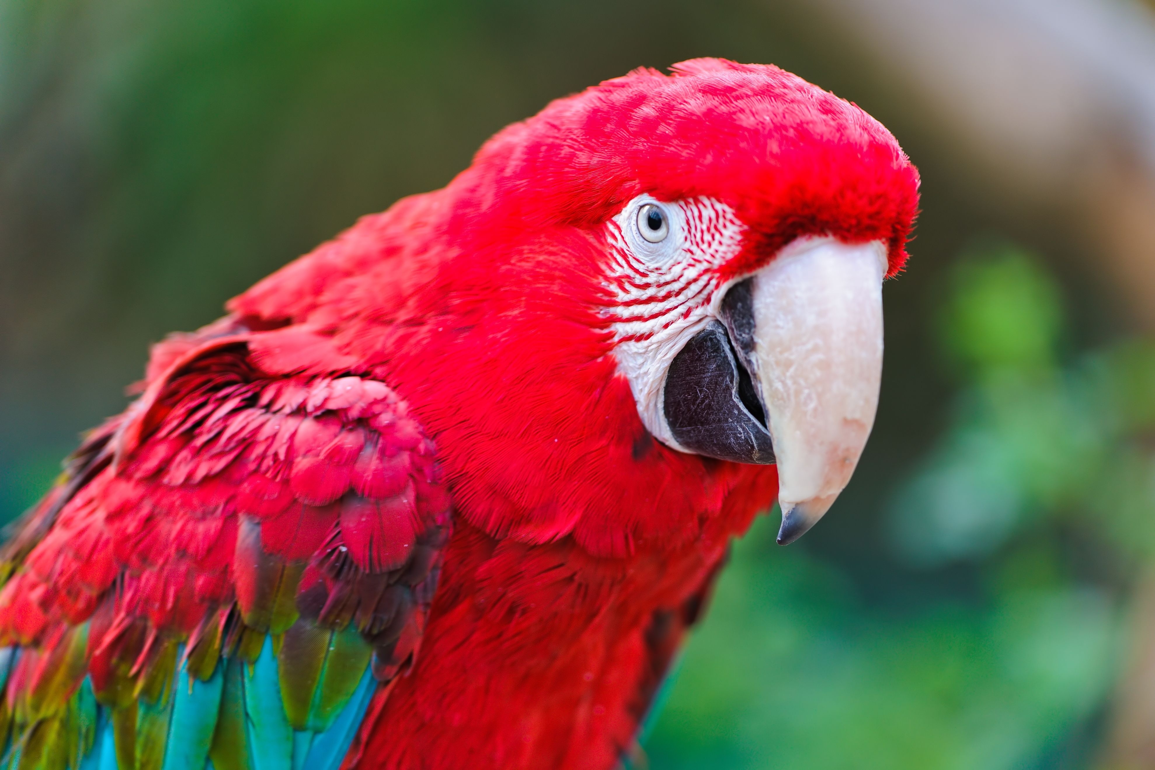 Animal Red And Green Macaw 3956x2637