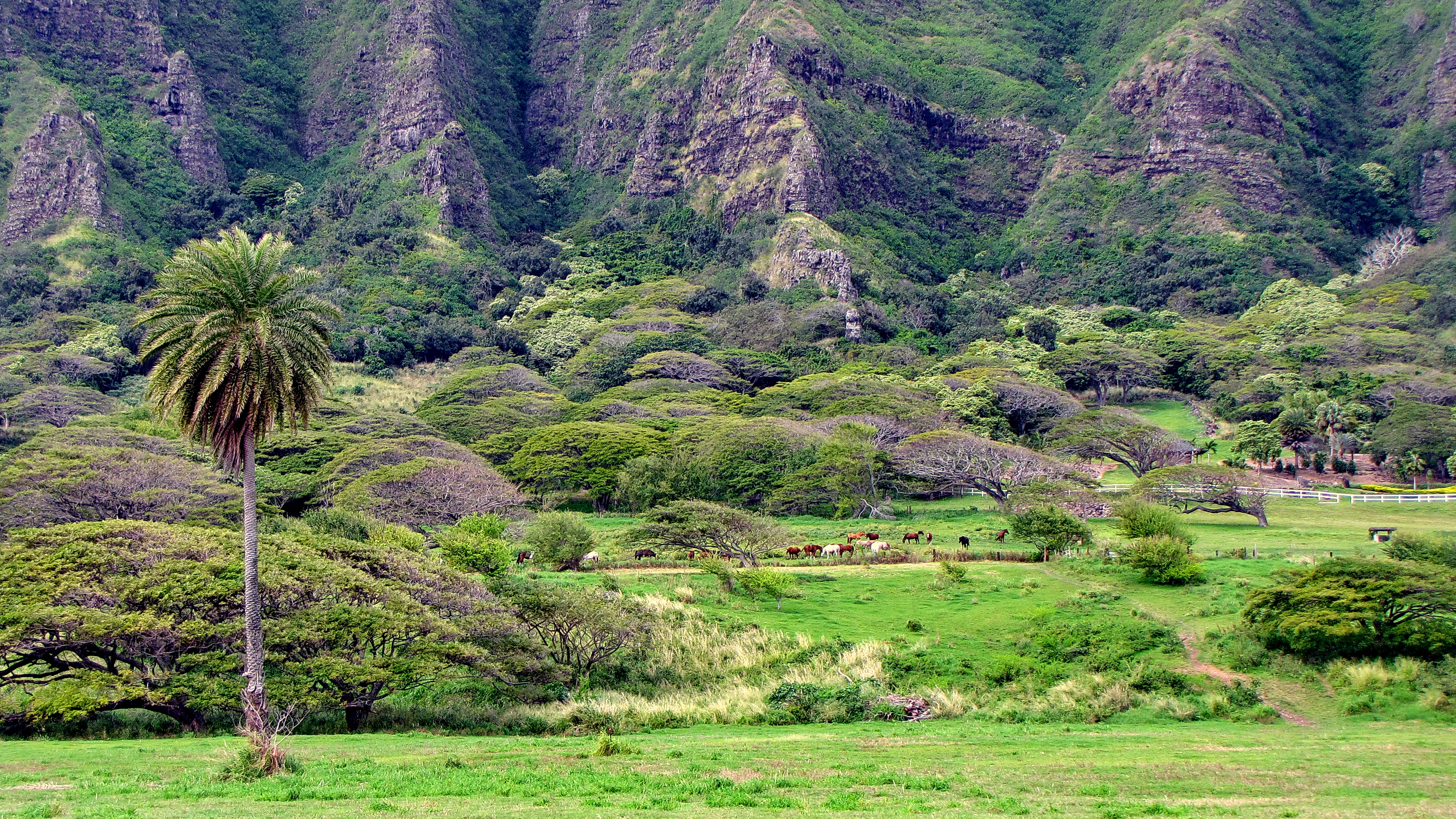 Nature Horse Ranch 3648x2052