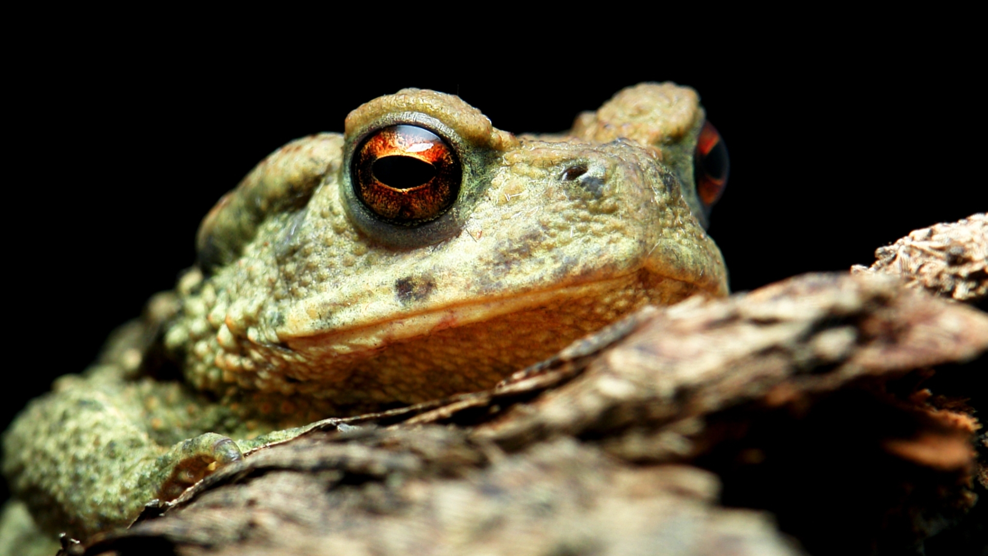 Animal Toad 1920x1080