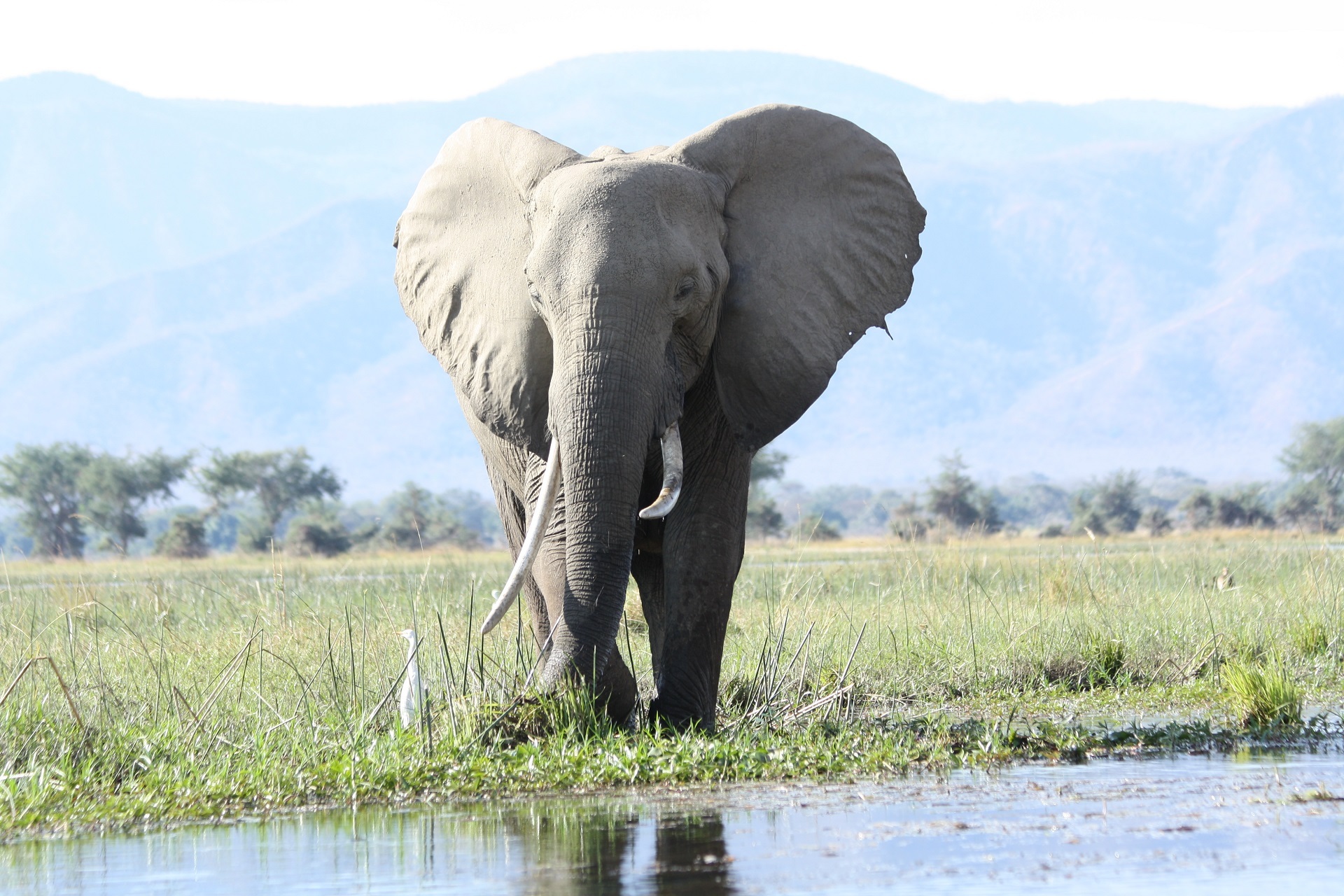 Elephant Wildlife Mammal Tusk 1920x1280