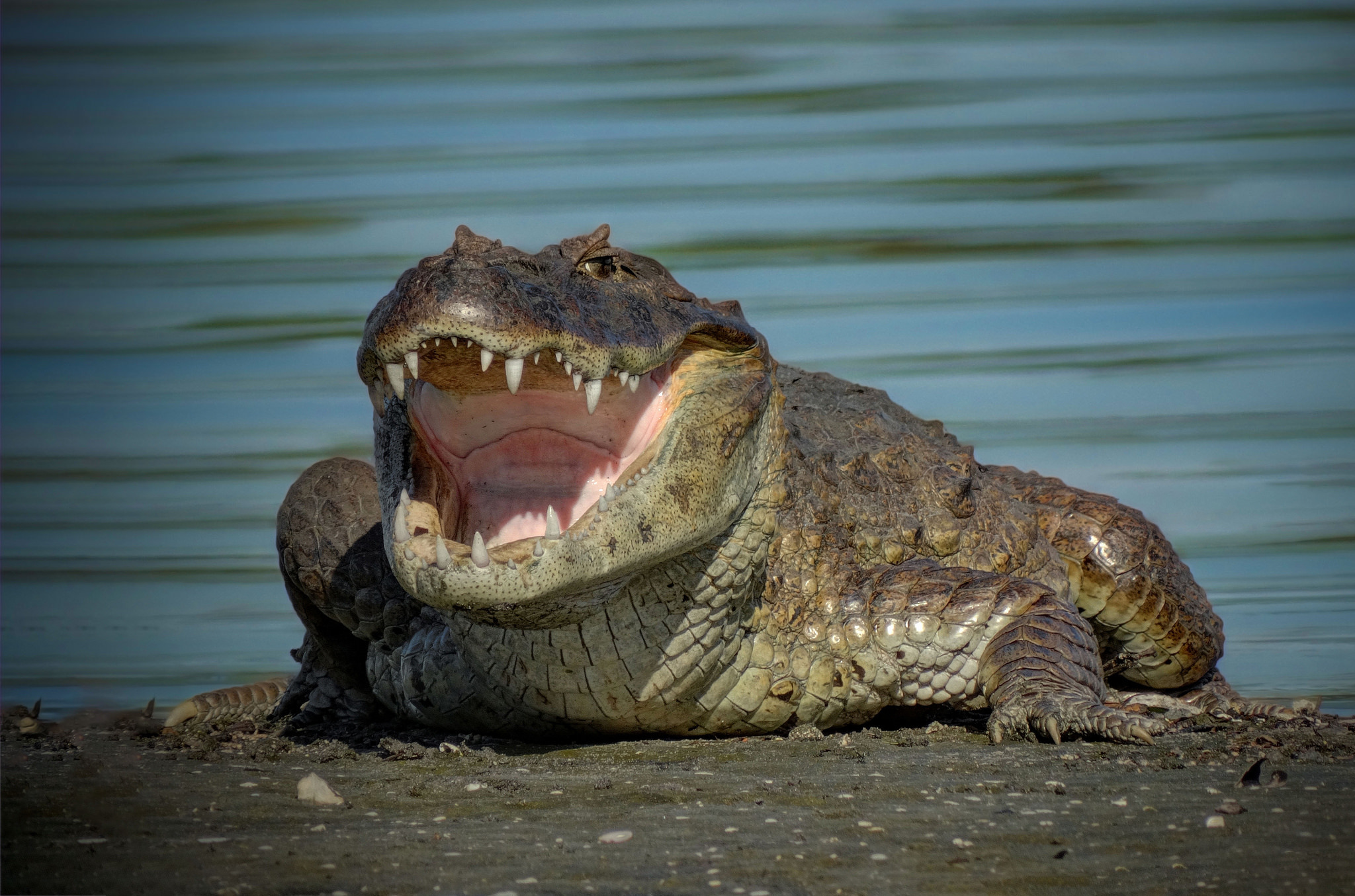 Crocodile Predator Animal Wildlife 2048x1355