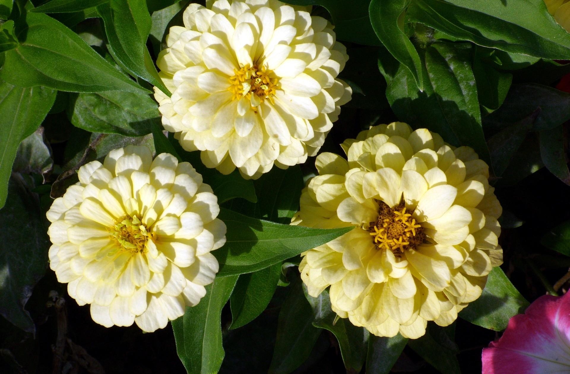 Earth Flower Zinnia White Flower 1920x1260