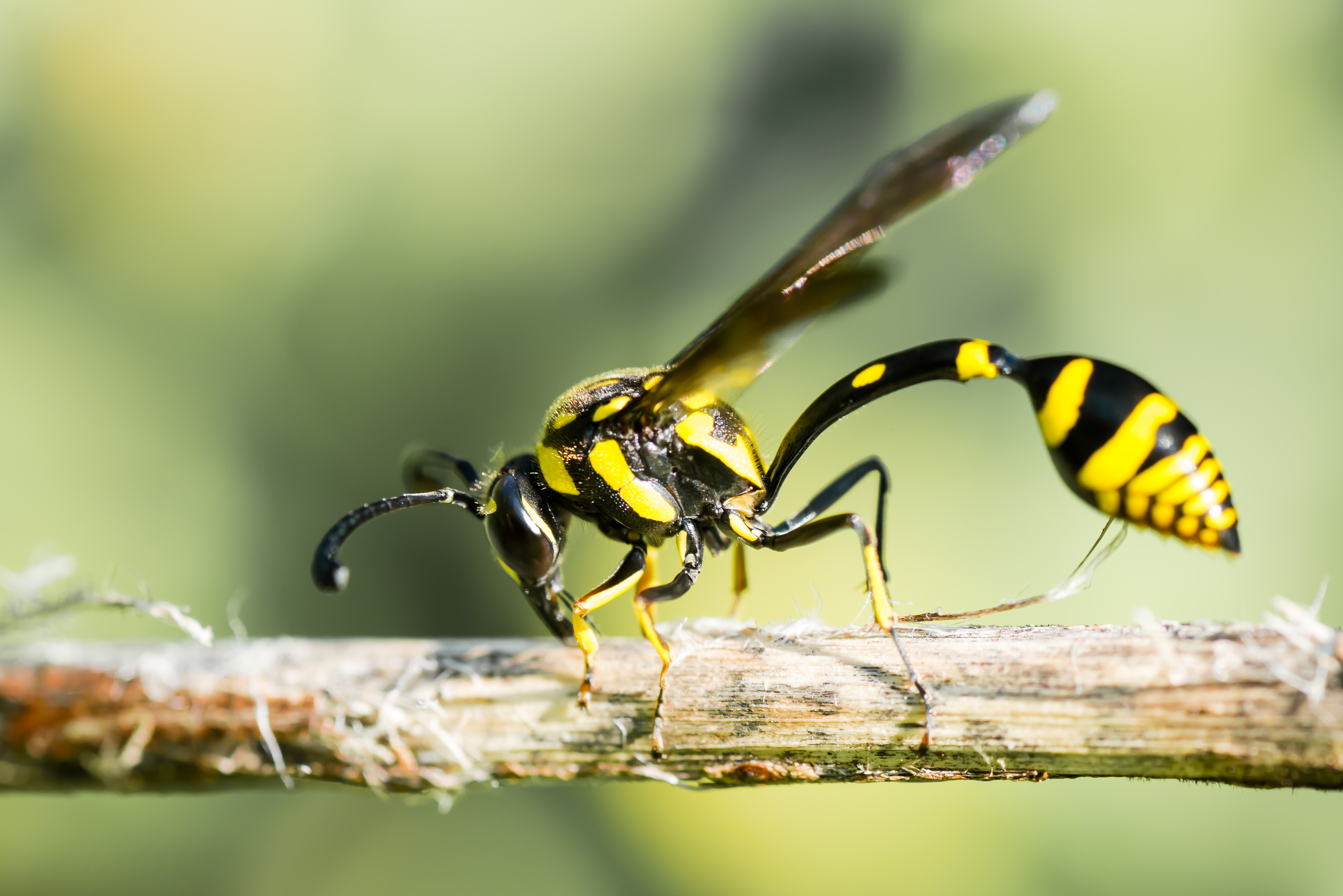 Animal Wasp 5294x3533