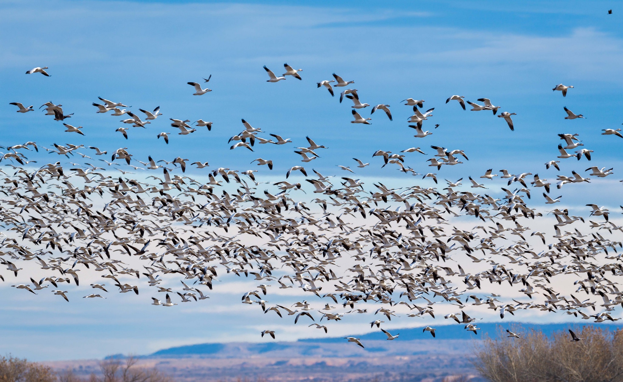 Goose Bird Wildlife Flock Of Birds 2048x1256