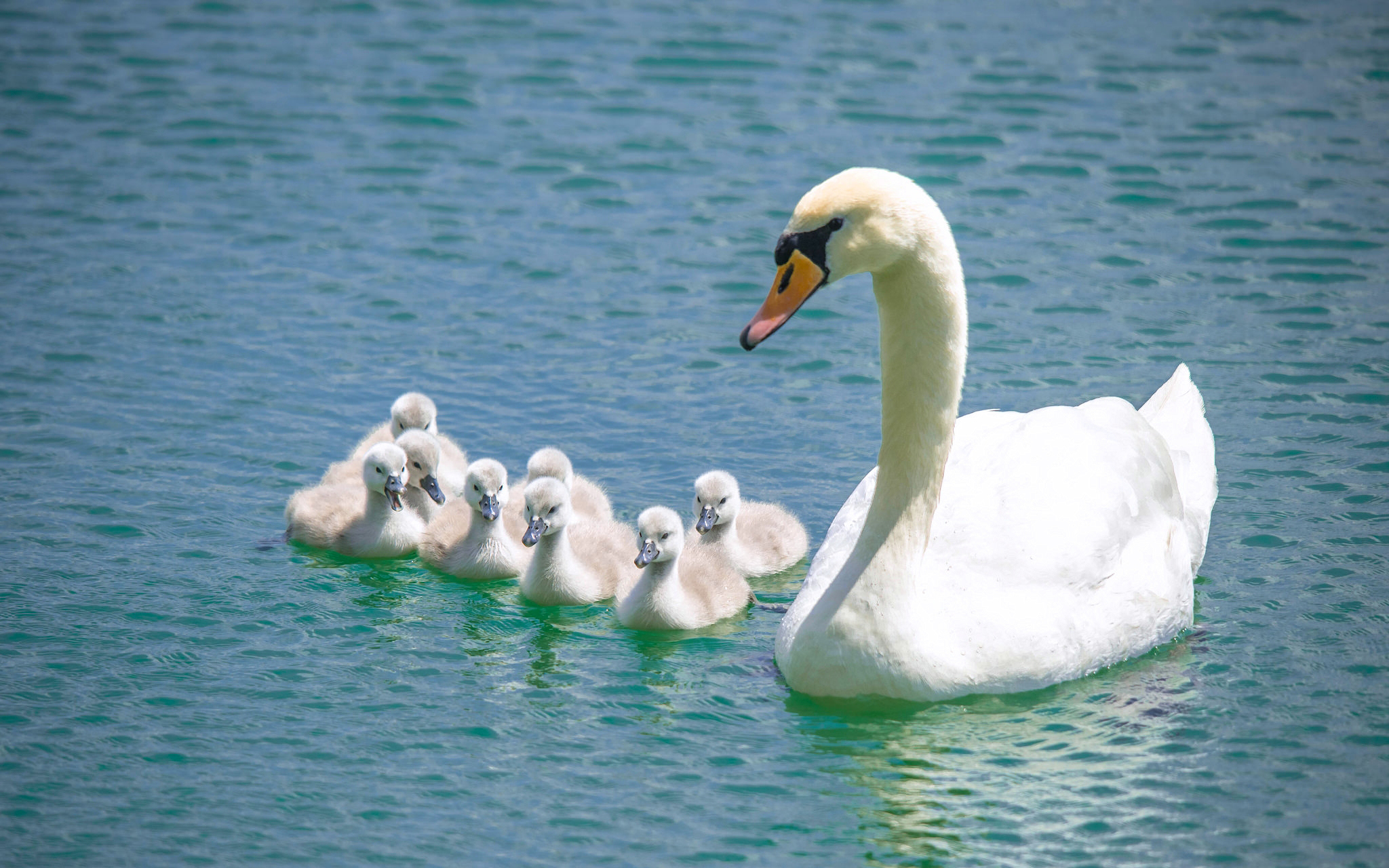 Baby Animal Bird Chick Mute Swan Swan Wildlife 2048x1280