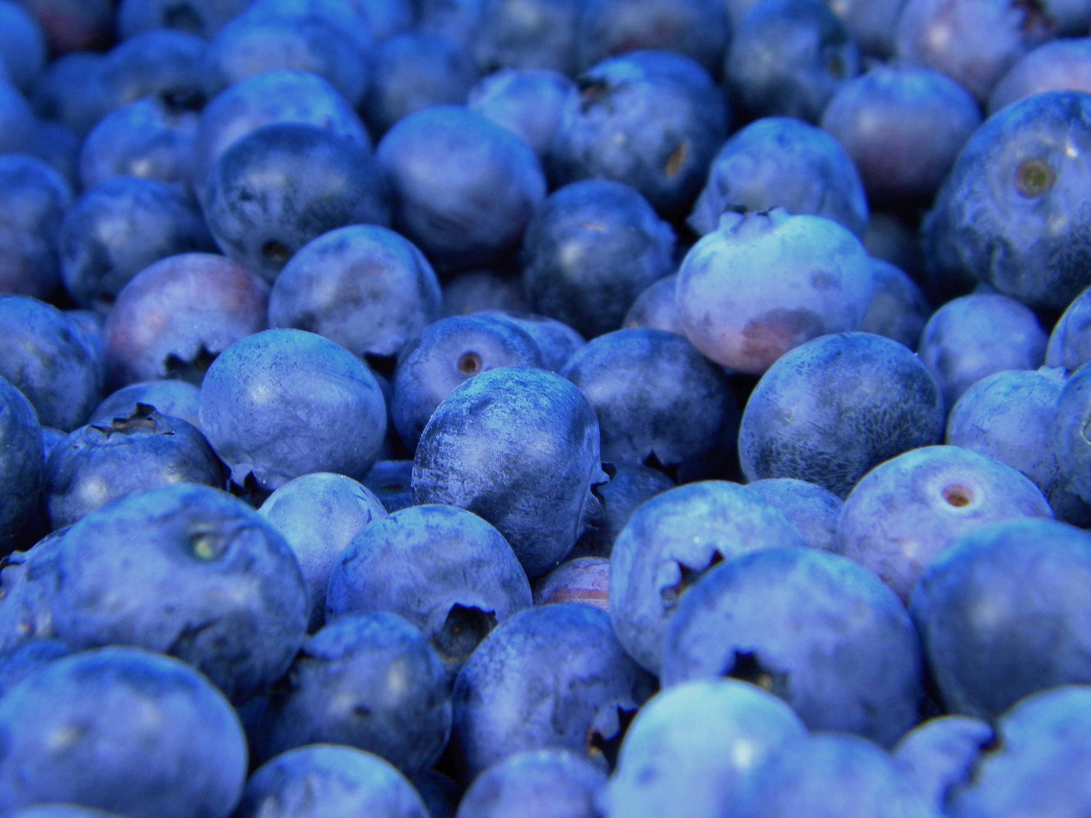 Berry Blueberry Close Up Fruit 3600x2700