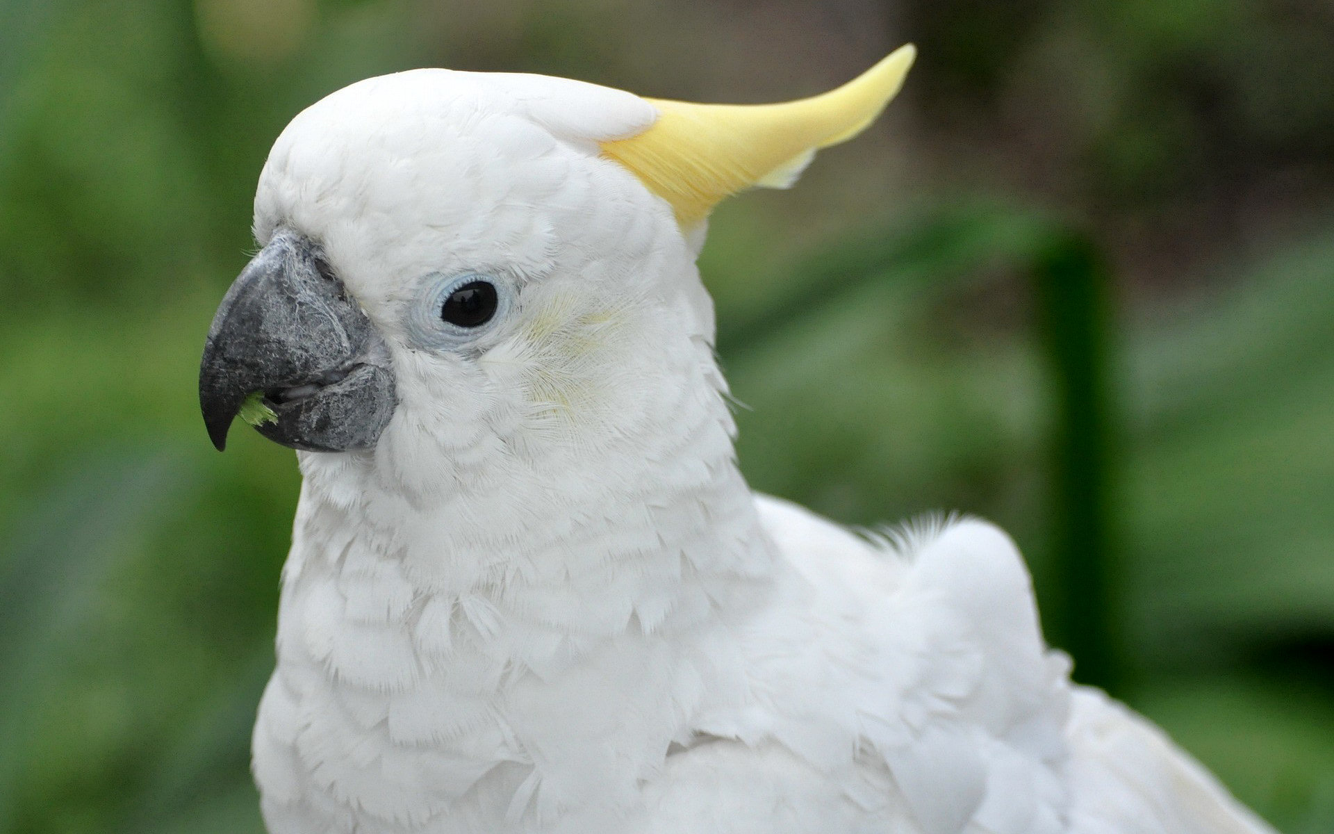 Animal Sulphur Crested Cockatoo 1920x1200