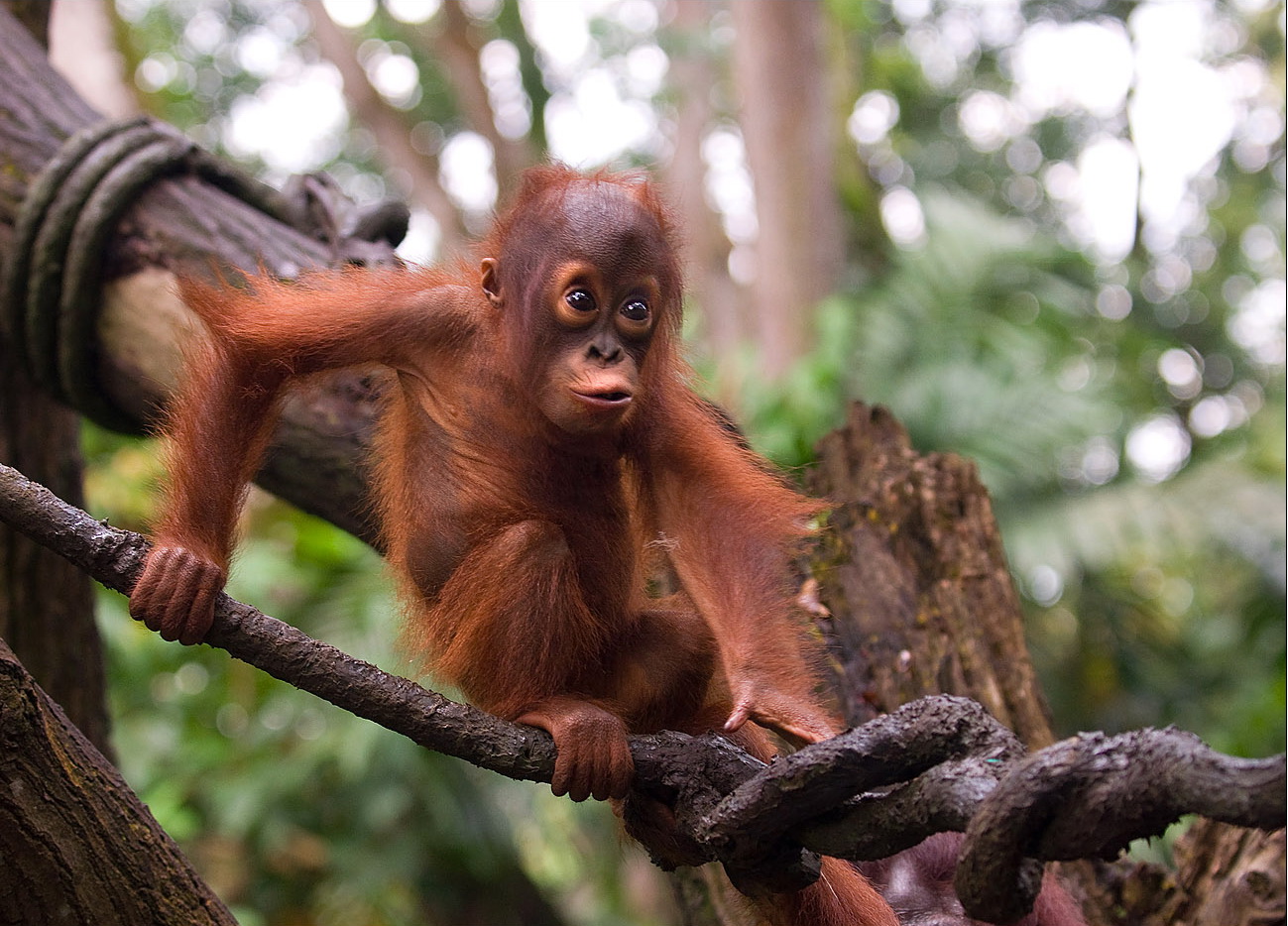 Animal Orangutan 1299x934