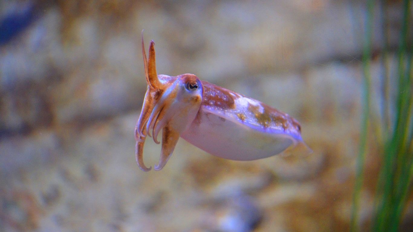 Blur Cuttlefish Squid 1366x768