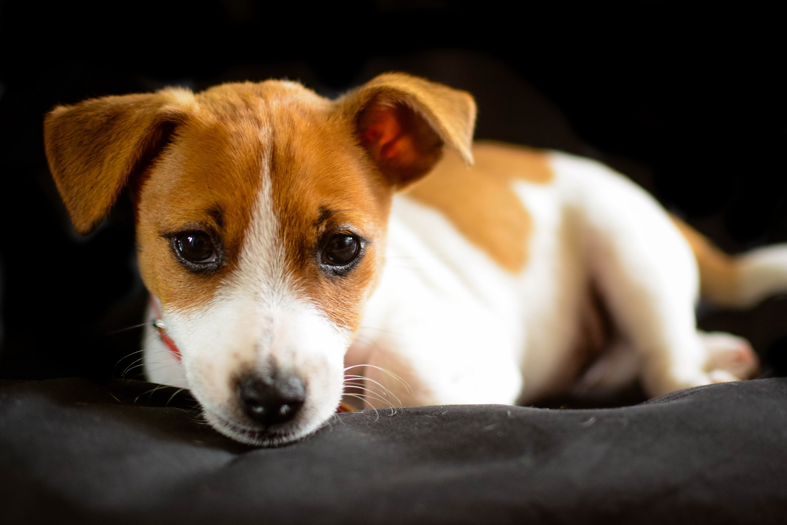 Baby Animal Dog Jack Russell Terrier Puppy 2560x1707