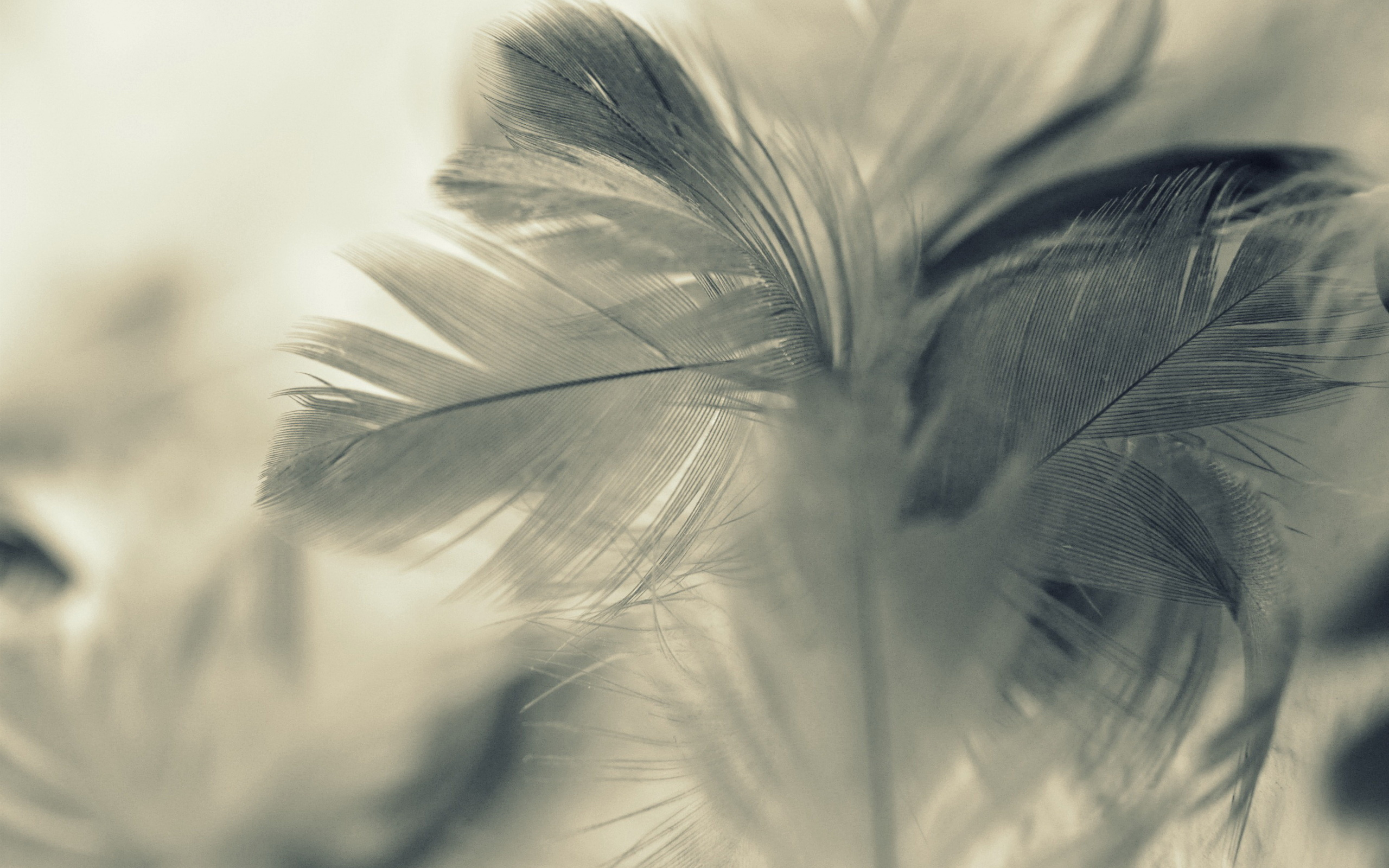 Photography Feather 2560x1600