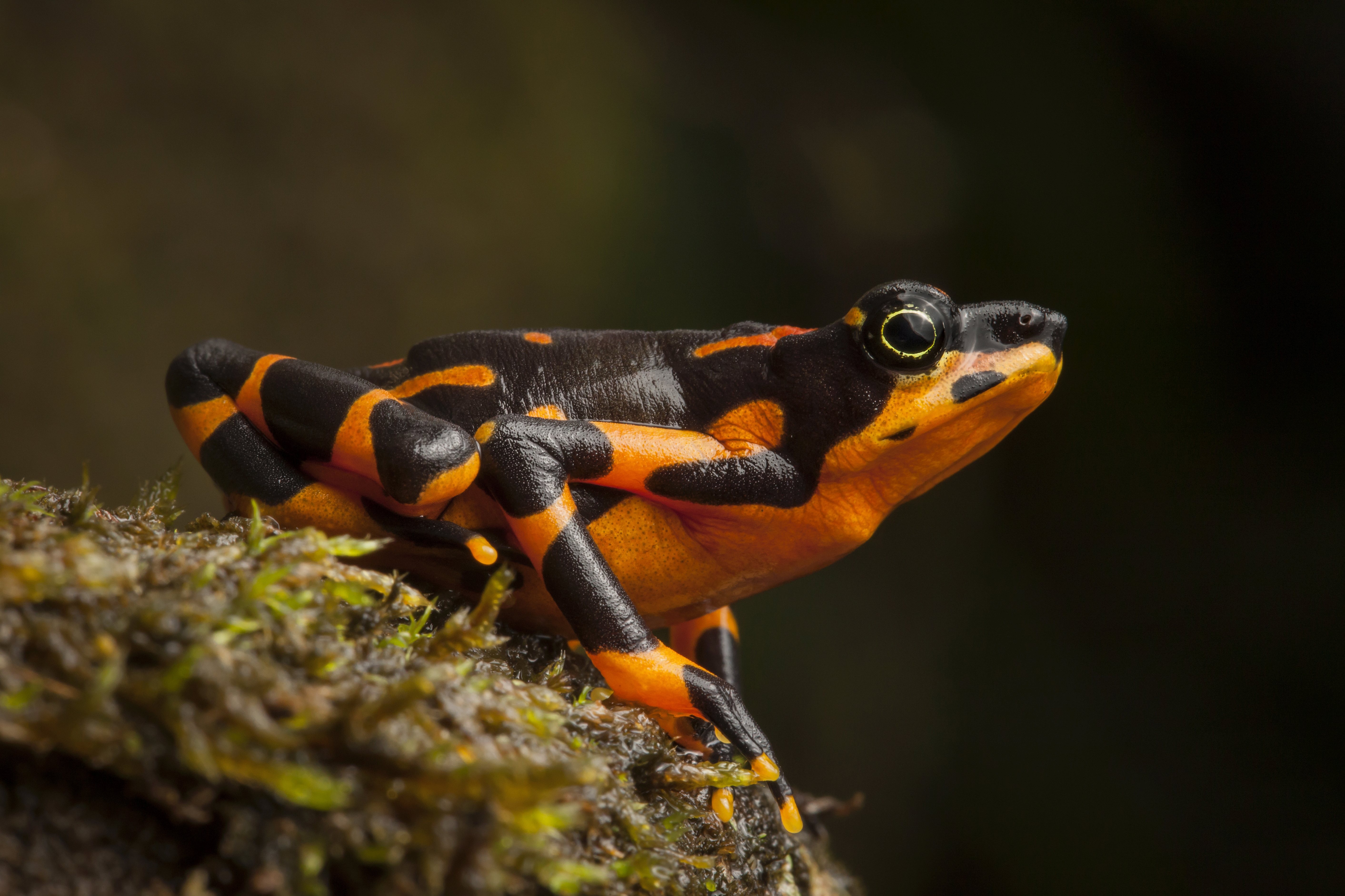 Clown Frog Toad 5650x3767