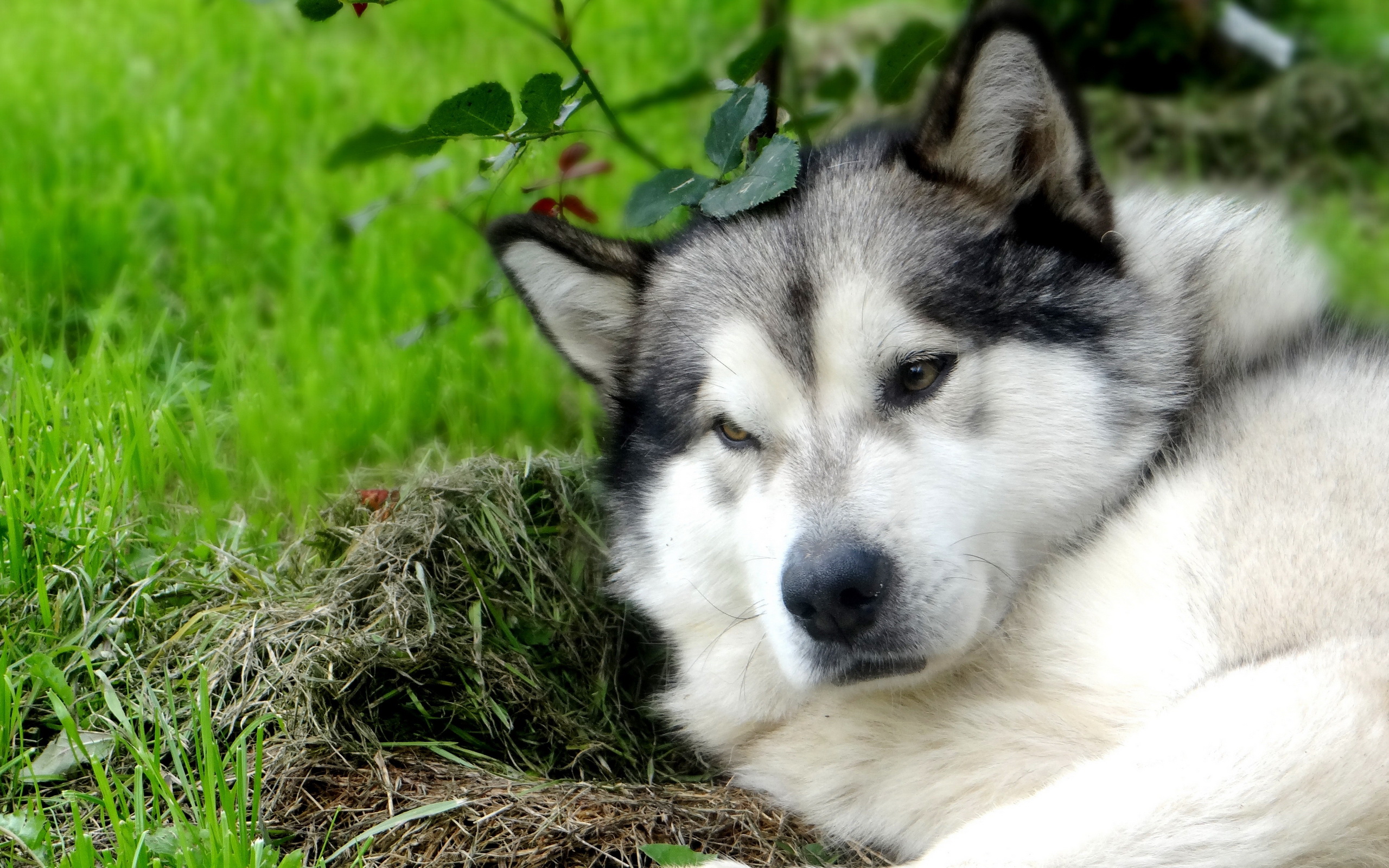 Animal Alaskan Malamute 2560x1600