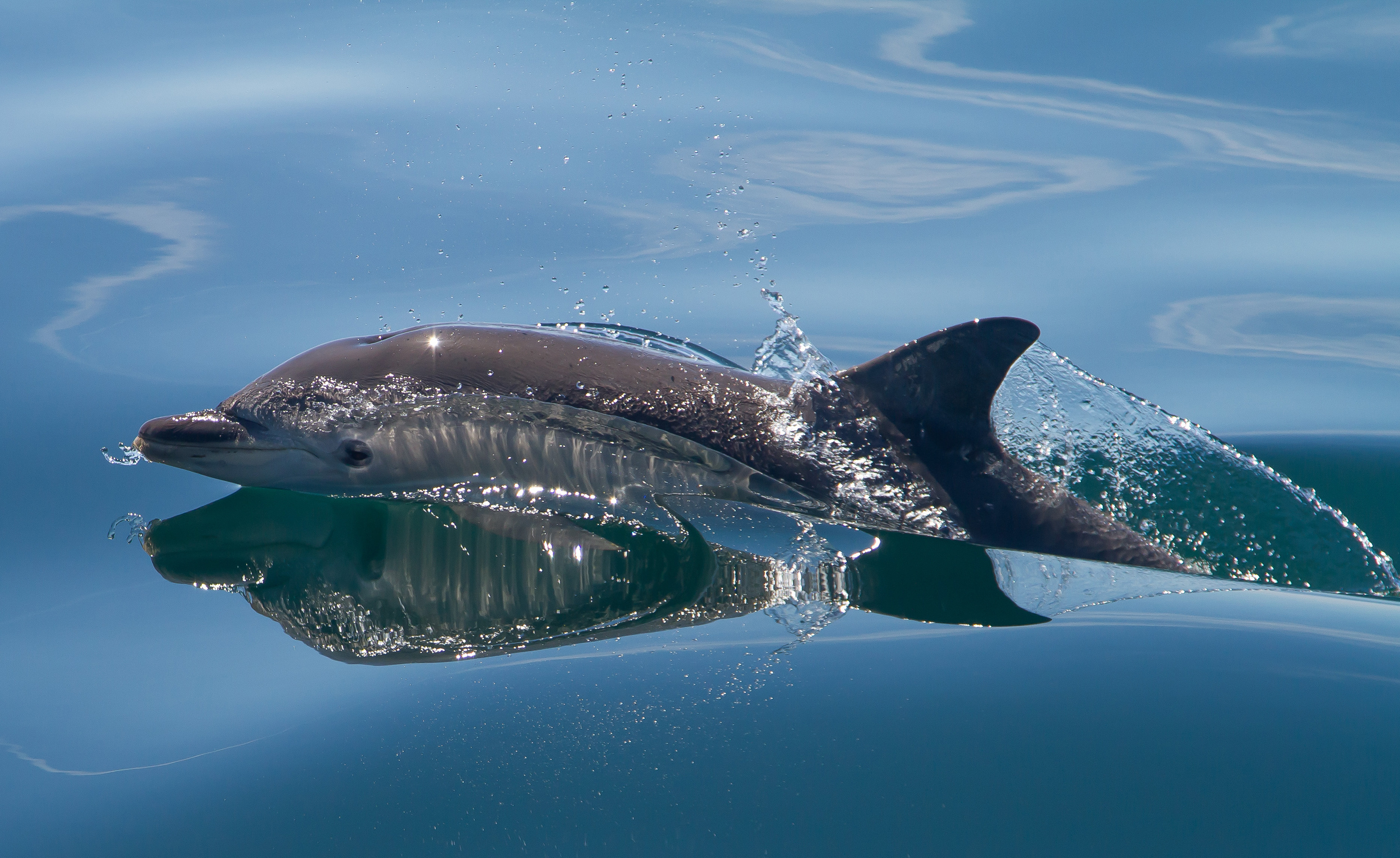 Dolphin Sea 3000x1838