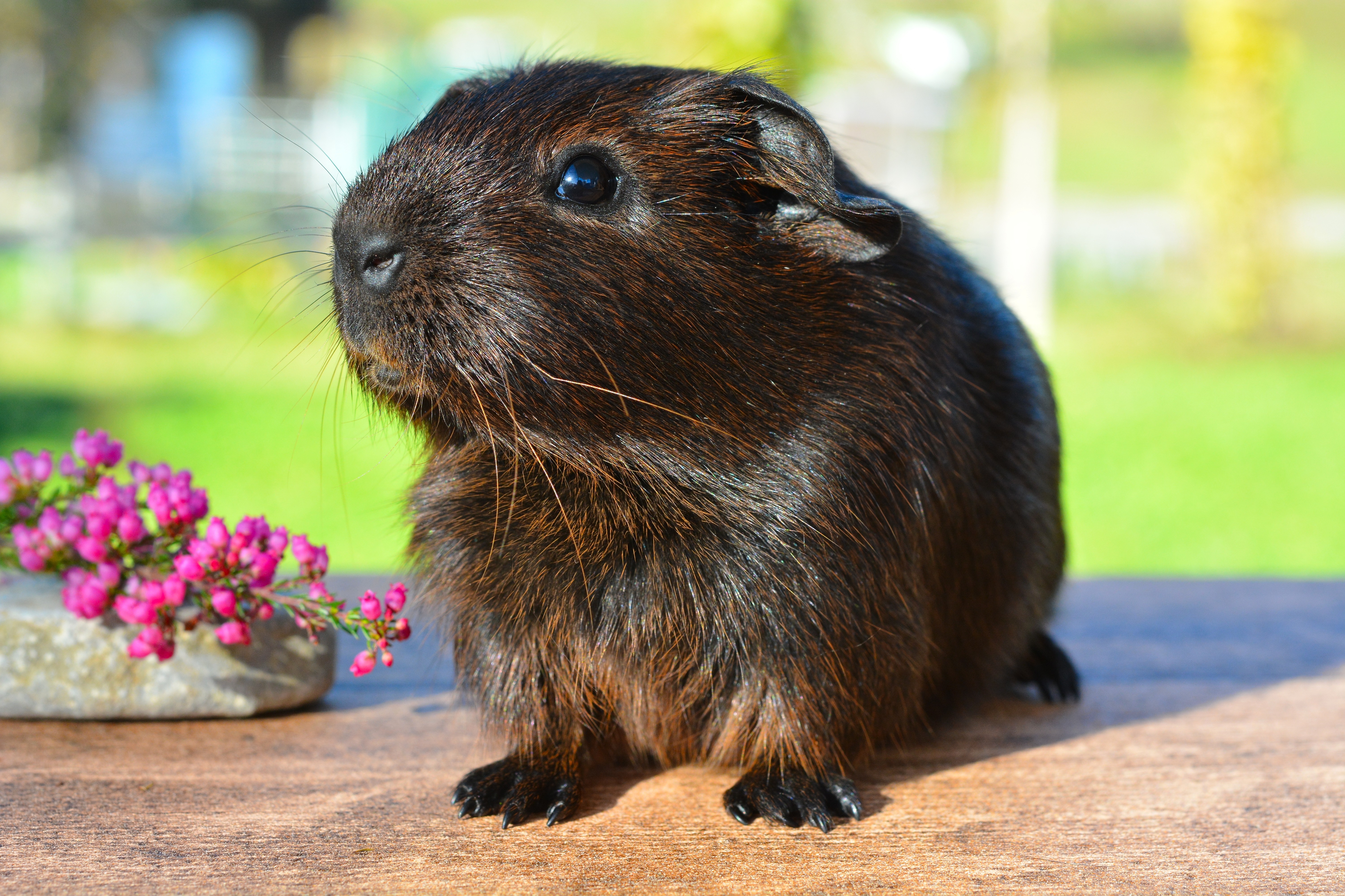 Guinea Pig Rodent 6000x4000