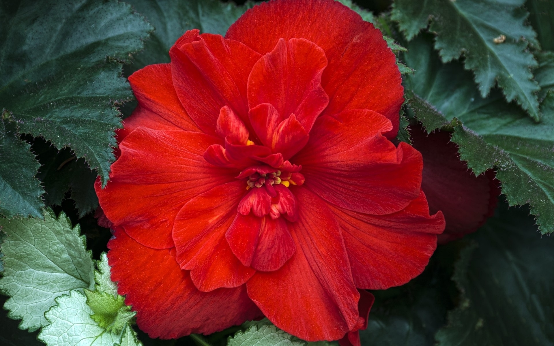 Begonia Close Up Earth Flower Red Flower 1920x1200