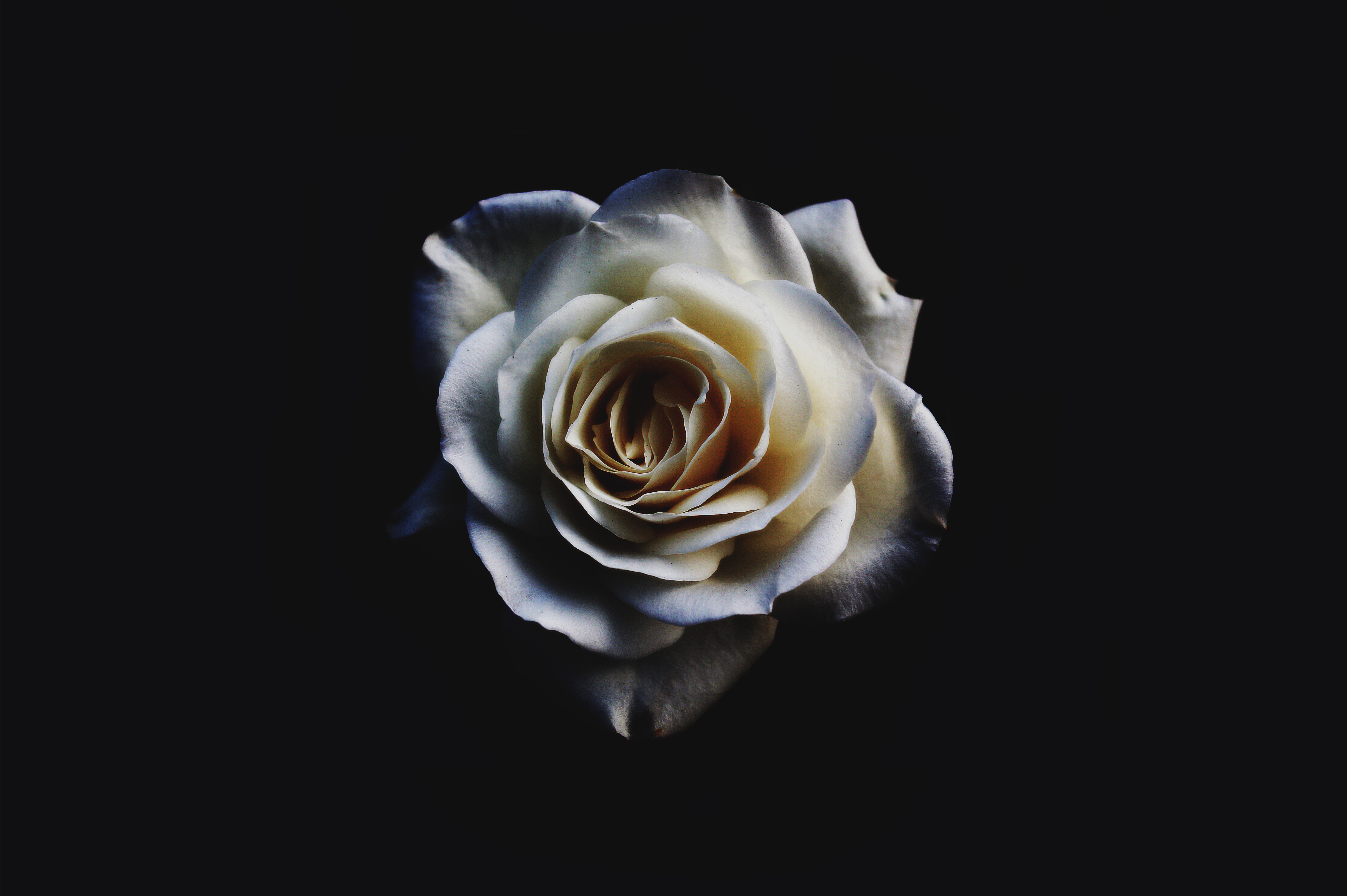 Nature Rose White Rose 5456x3632