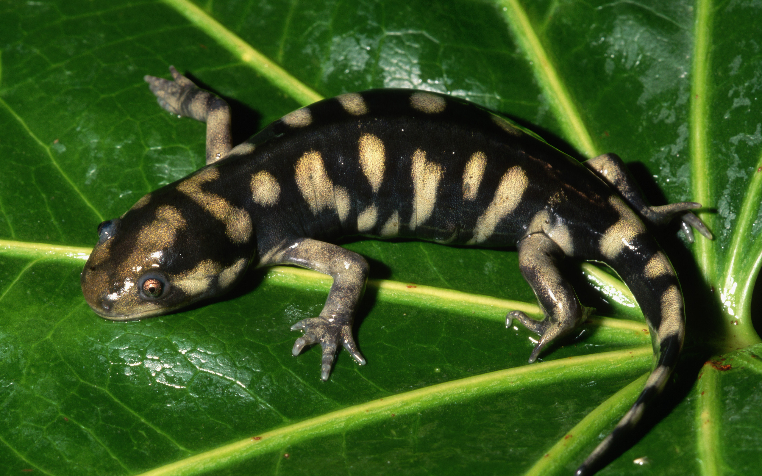 Animal Salamander 2560x1600