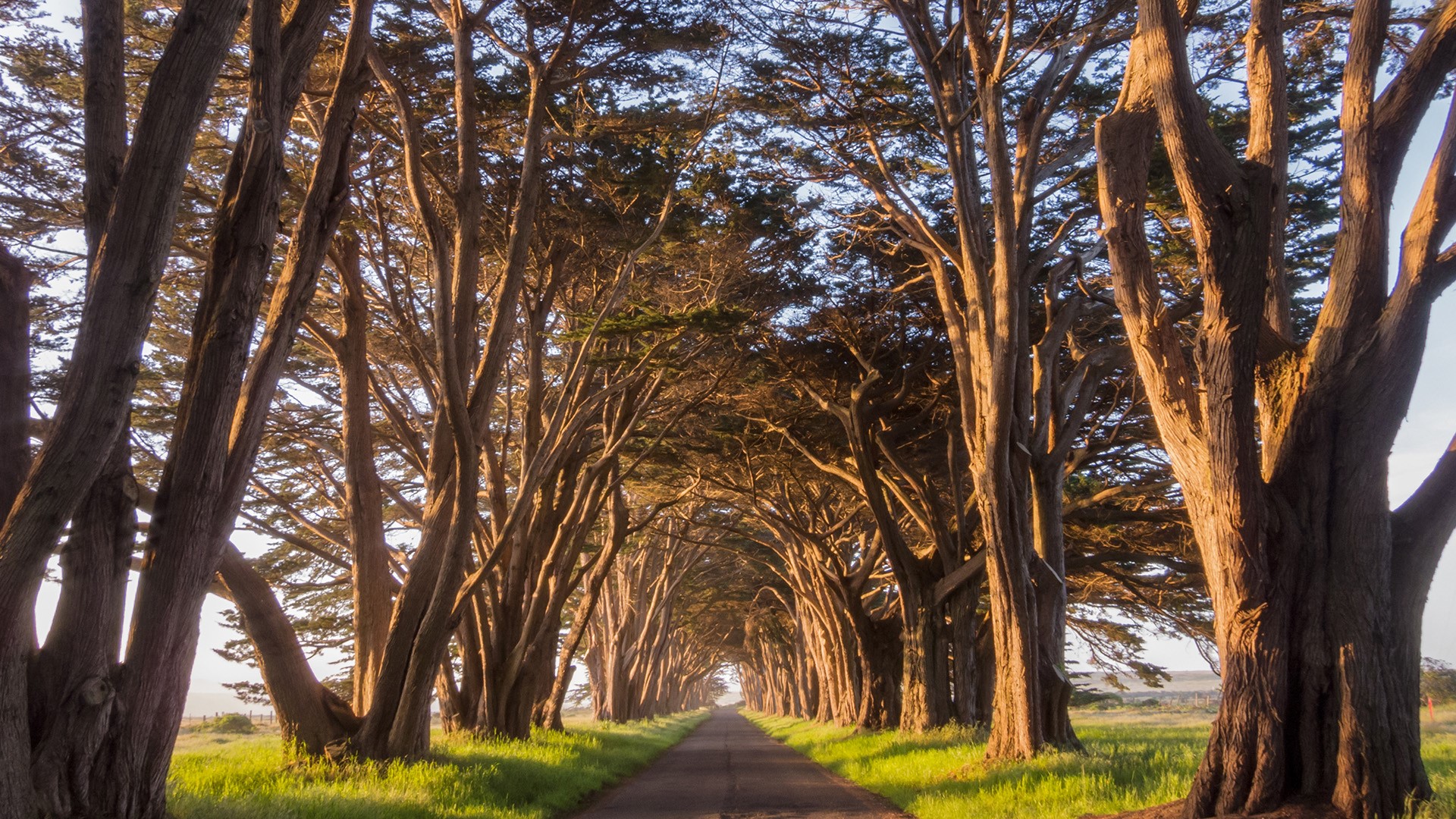 Nature Landscape Road Grass Old Tree Cypress Golden Hour California USA 1920x1080