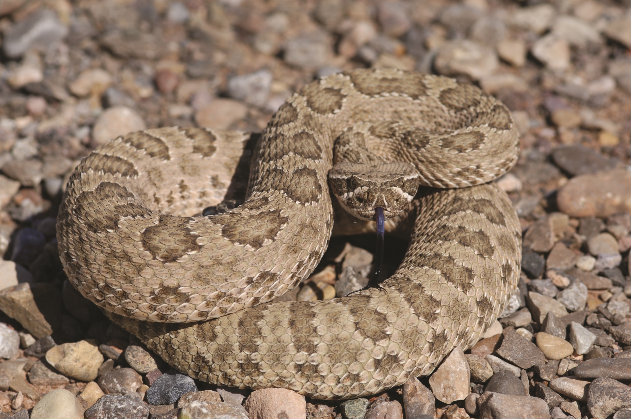 Rattlesnake Reptile Snake Viper 2200x1461