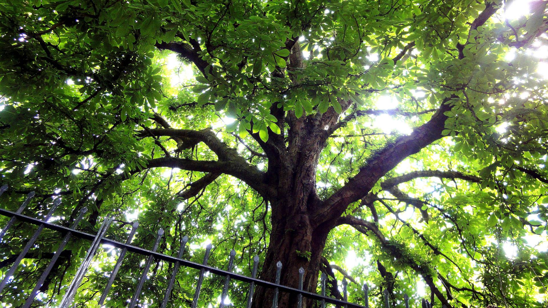 Canopy Earth Green Tree 1920x1080