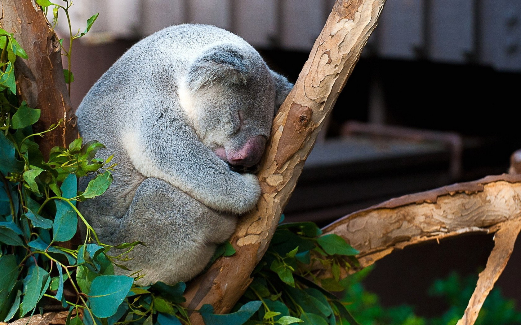 Animal Koala 1680x1050