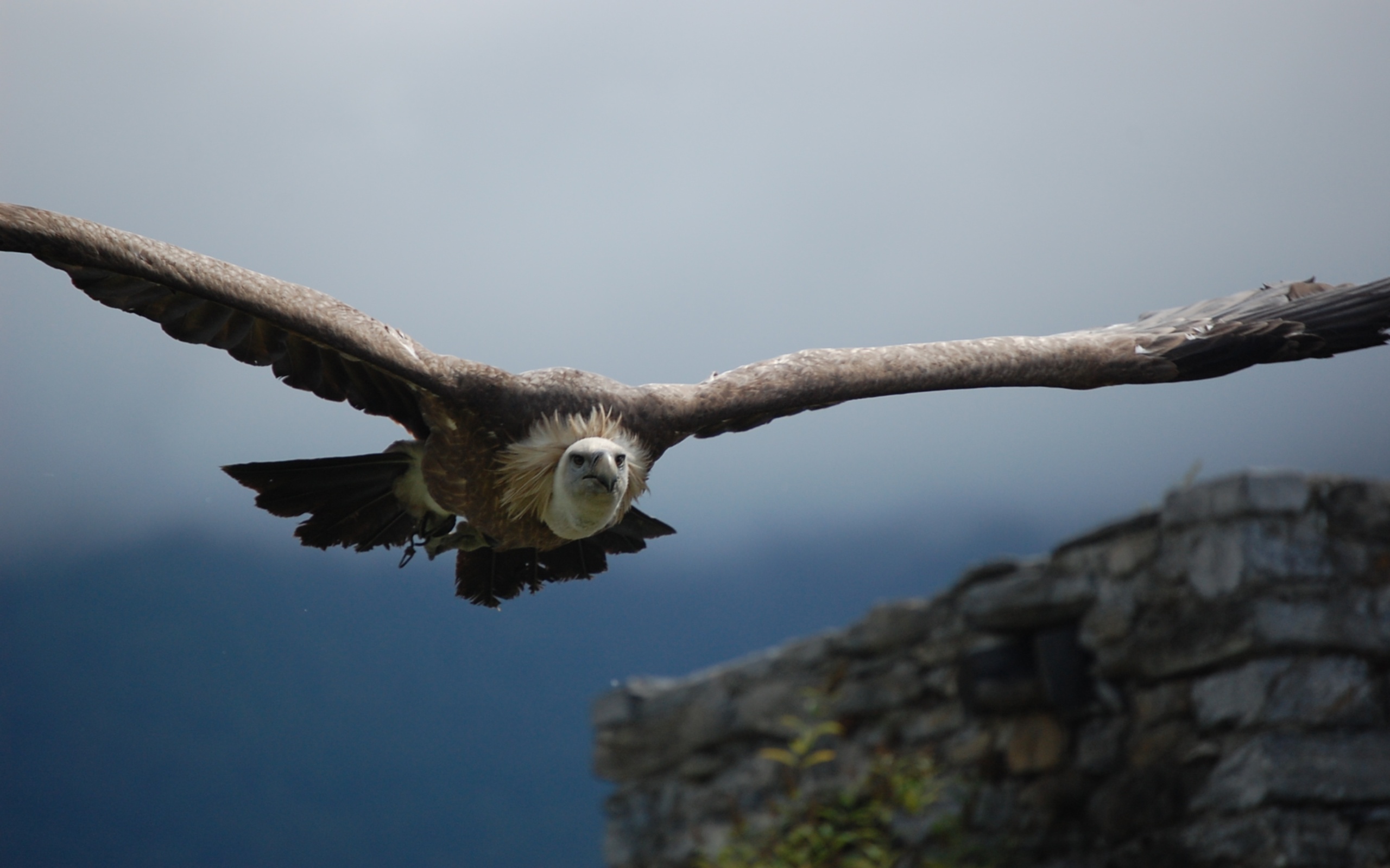 Animal Vulture 2560x1600