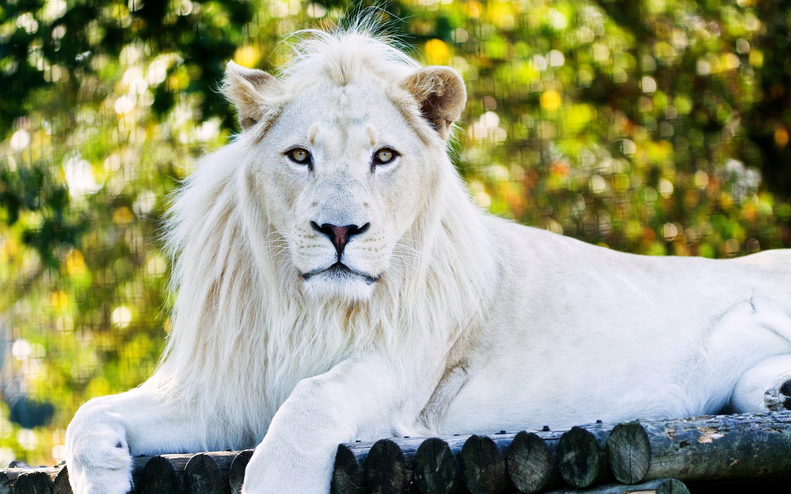 Big Cat Bokeh White Lion Predator Animal 2560x1600