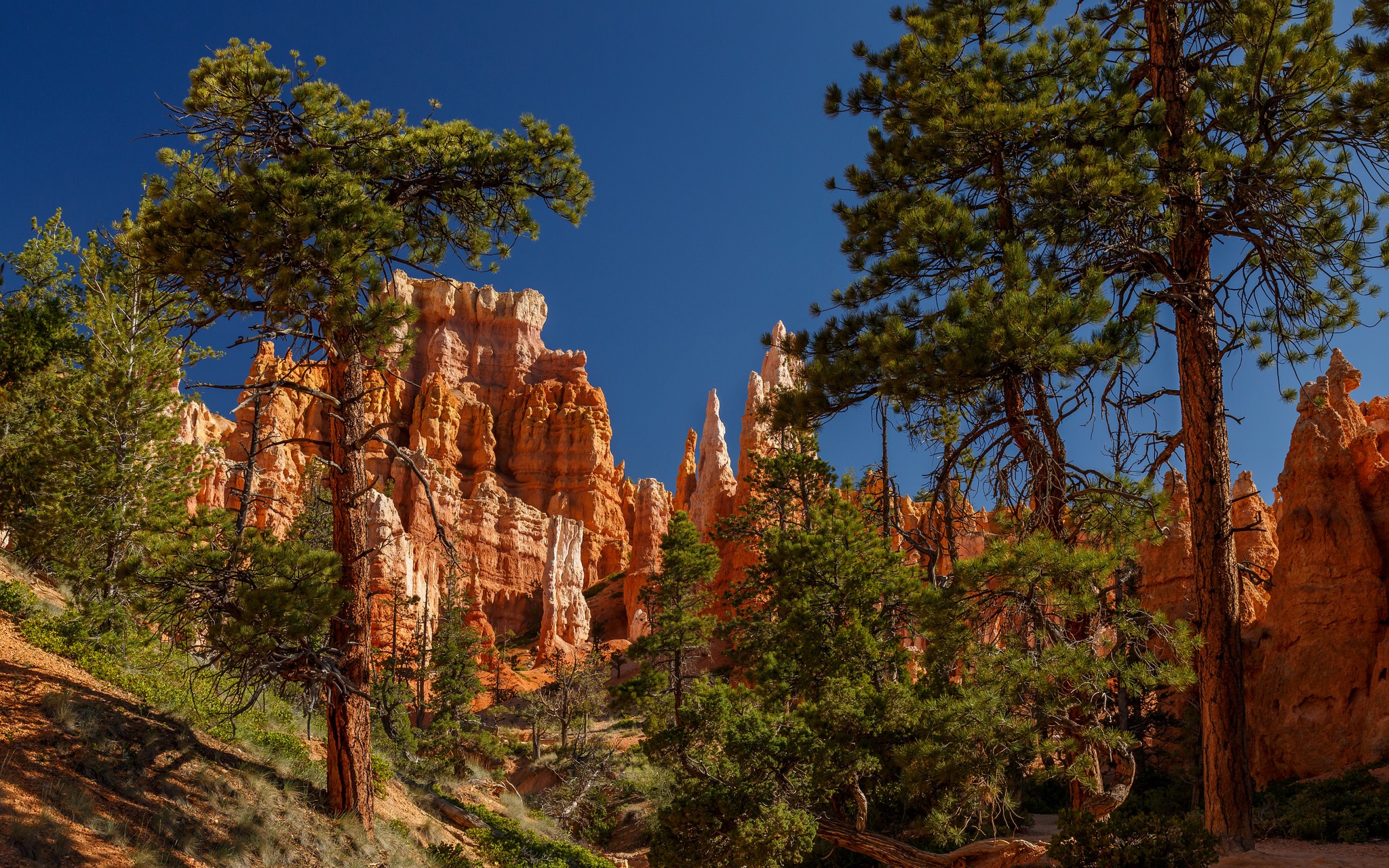 Bryce Canyon National Park Nature Rock Tree Utah 2048x1280