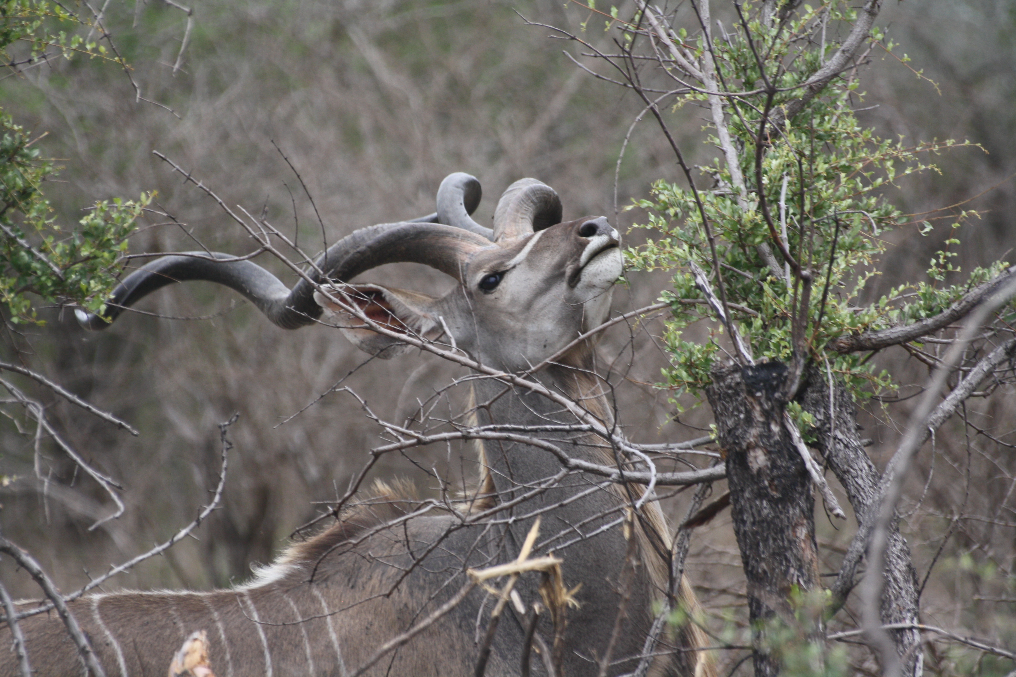 Animal Kudu 3888x2592