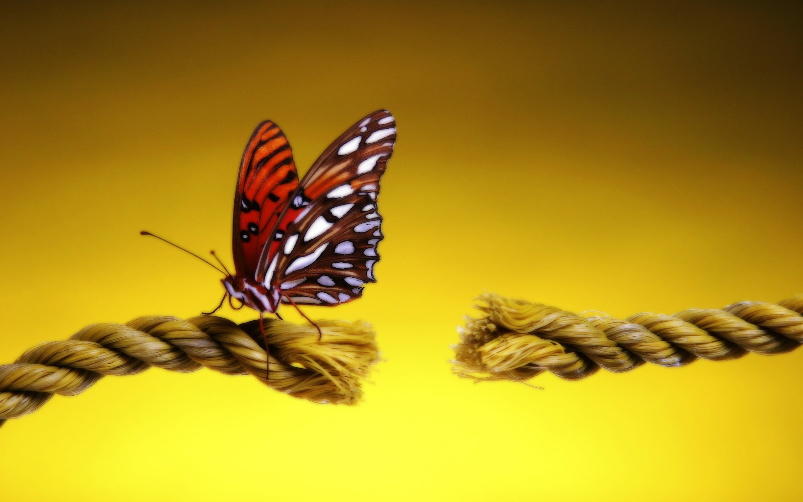 Animal Butterfly Close Up Insect Rope 2560x1600