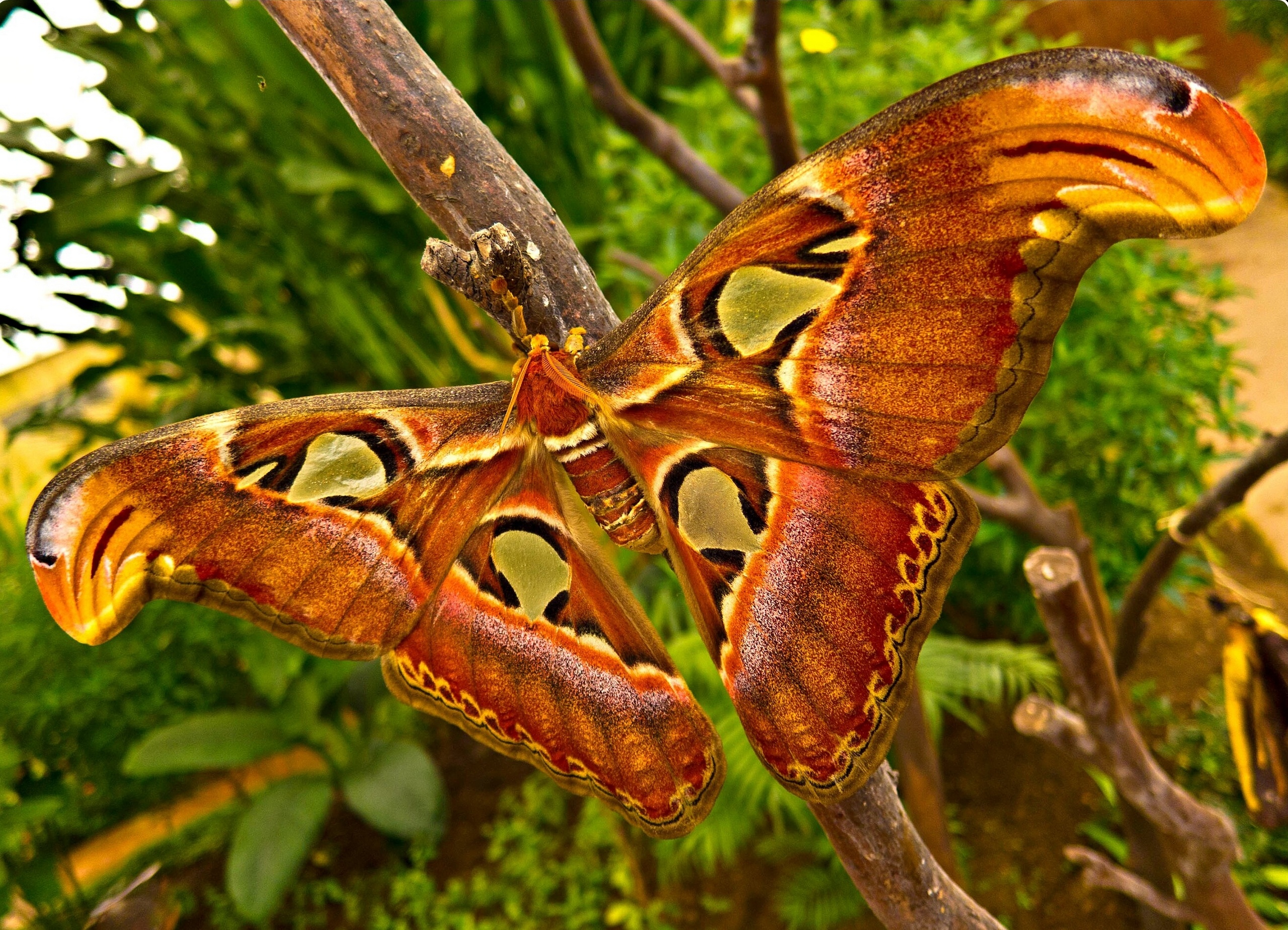 Animal Moth 2560x1847