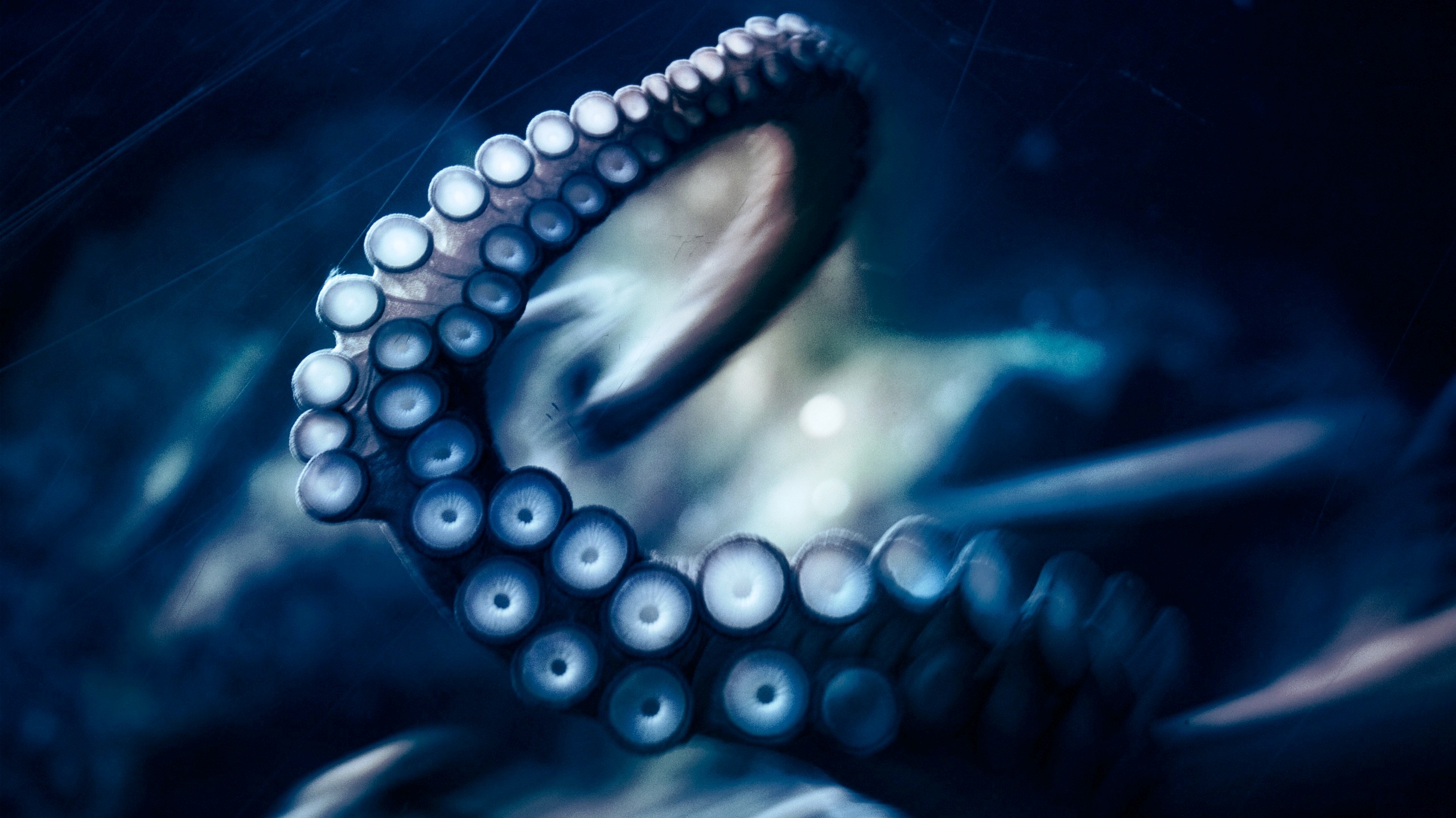 Animal Octopus 2558x1437