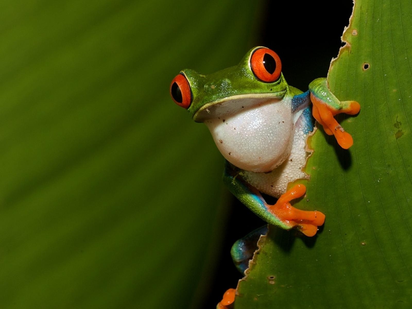 Animal Red Eyed Tree Frog 1600x1200
