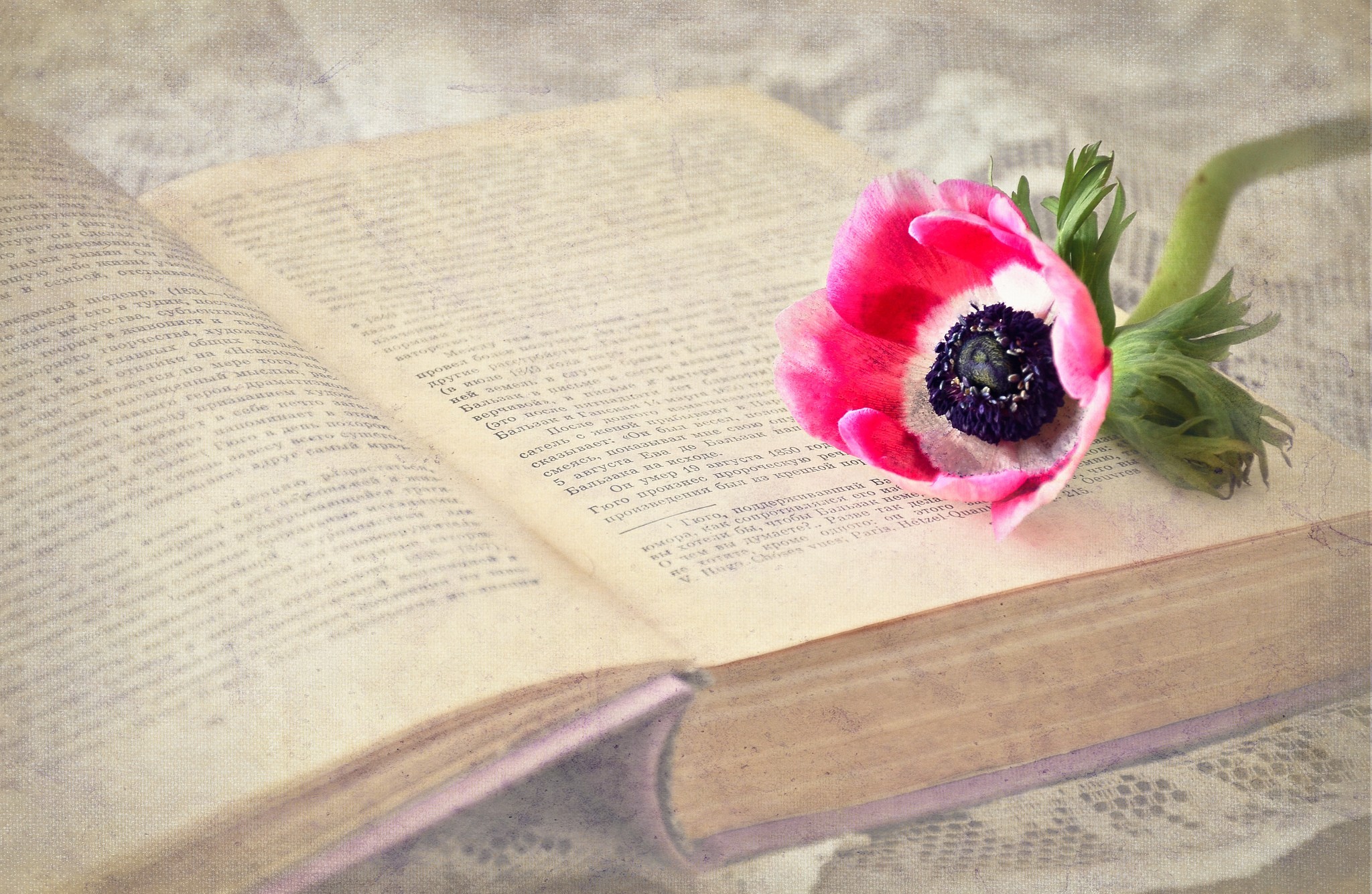 Andre Morois Book Dream Flower Poppy Victor Hugo 2048x1336