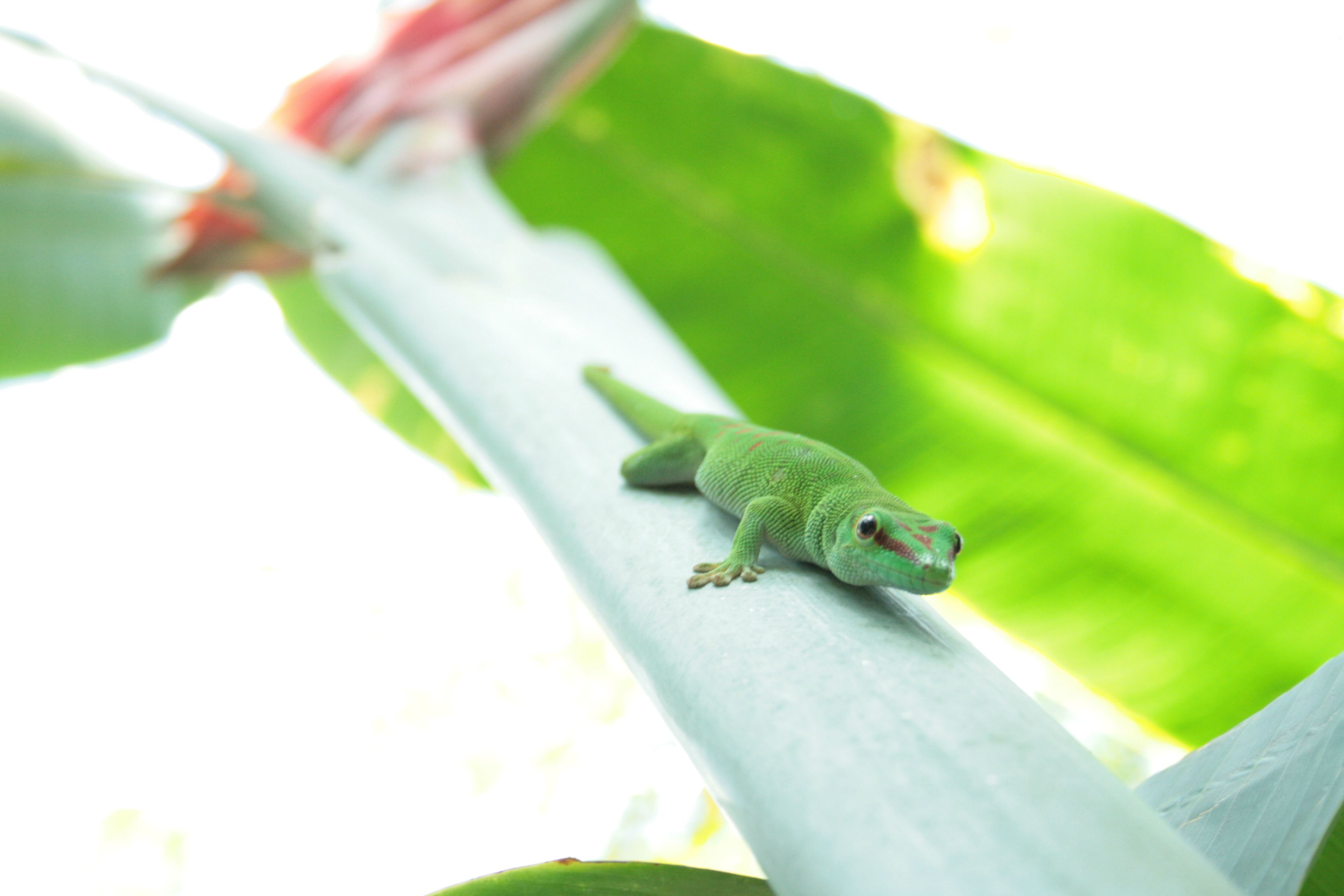 Animal Gecko 3499x2332