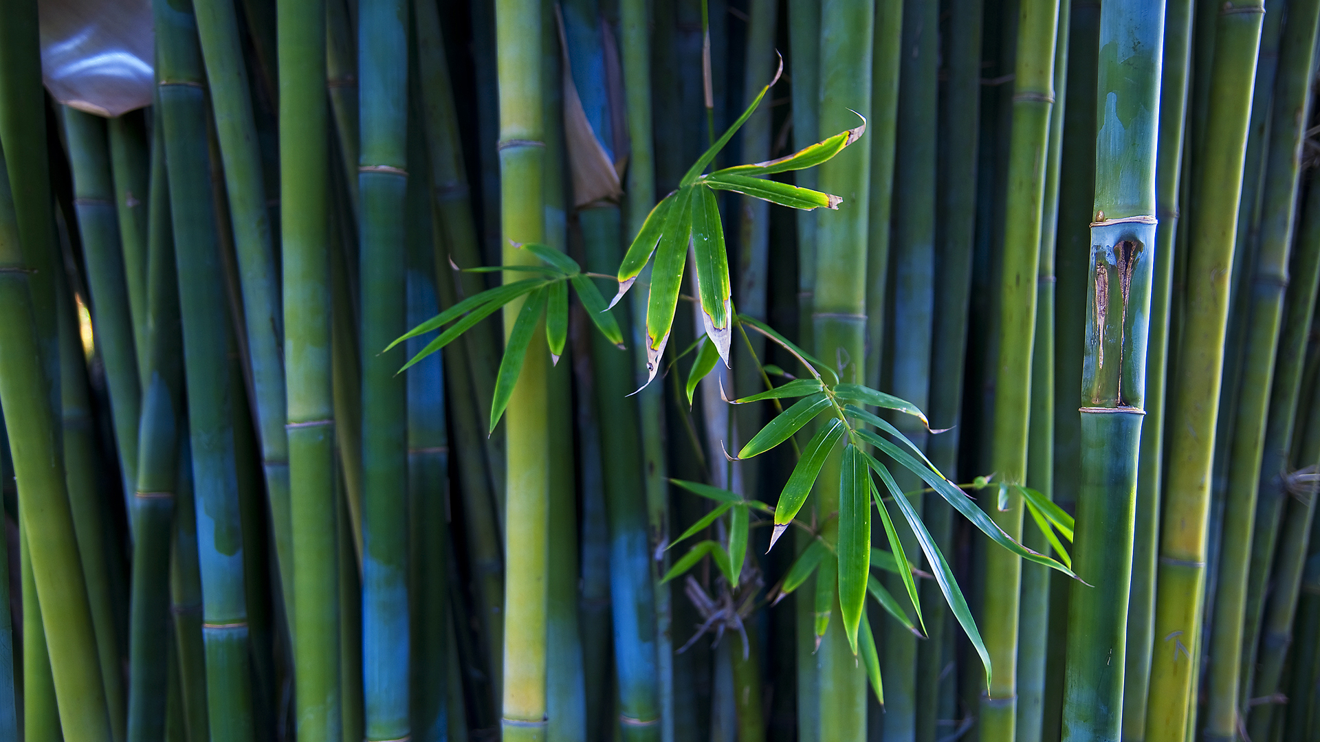 Earth Bamboo 1920x1080