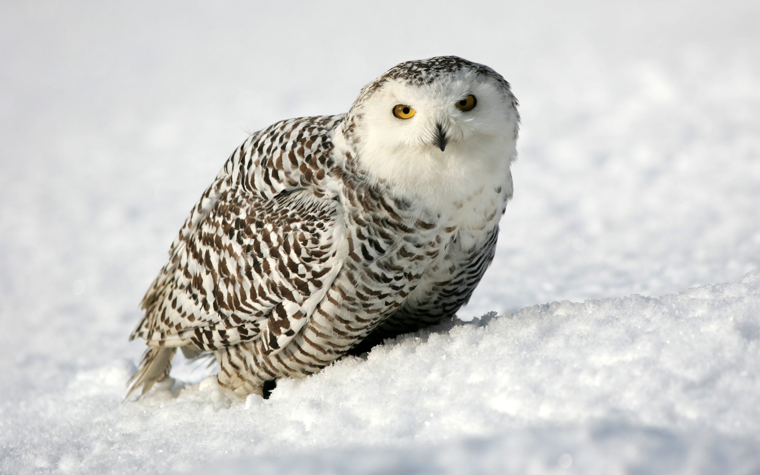 Animal Snowy Owl 2560x1600