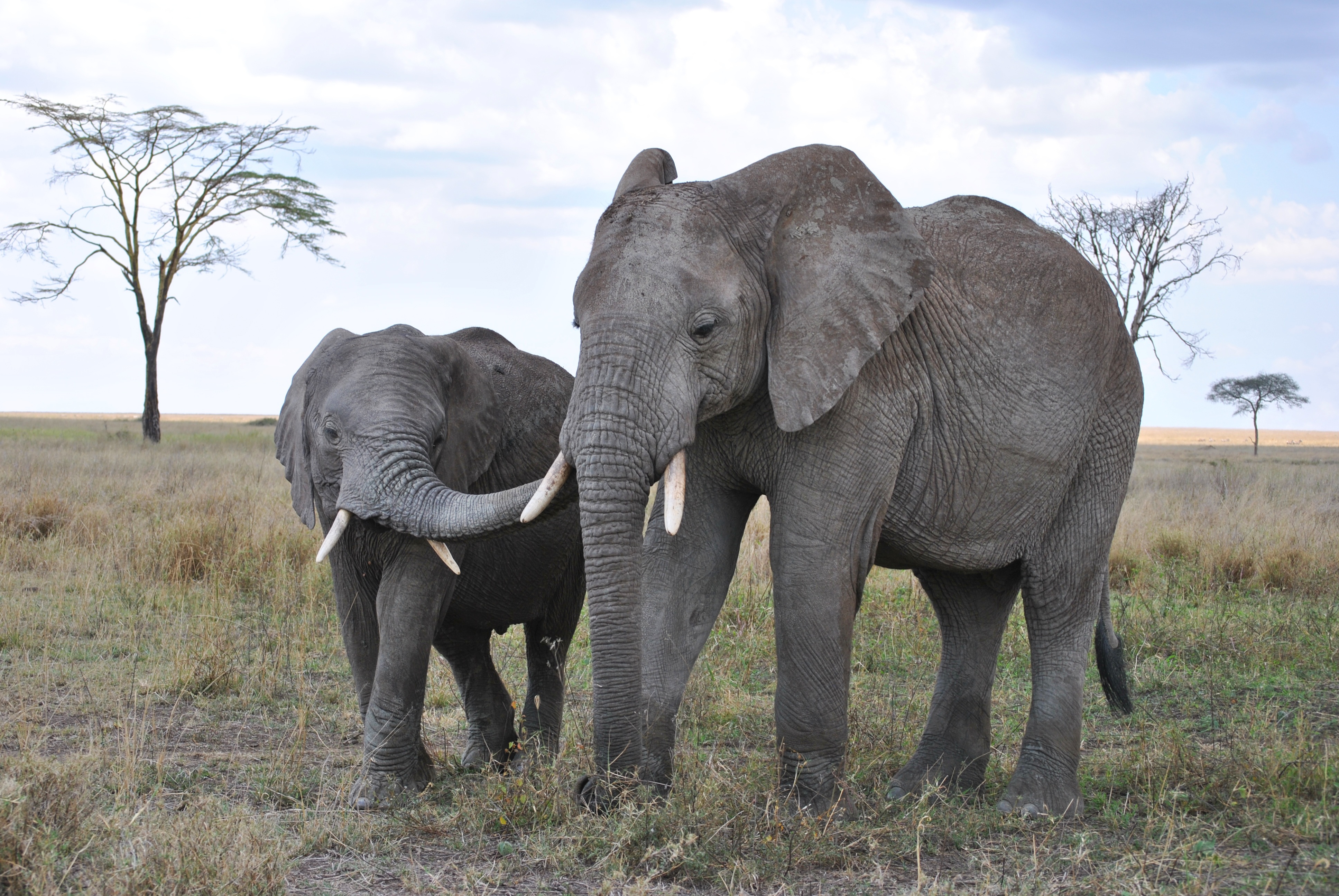 Africa Baby Animal Elephant Mammal National Park Tanzania 3872x2592