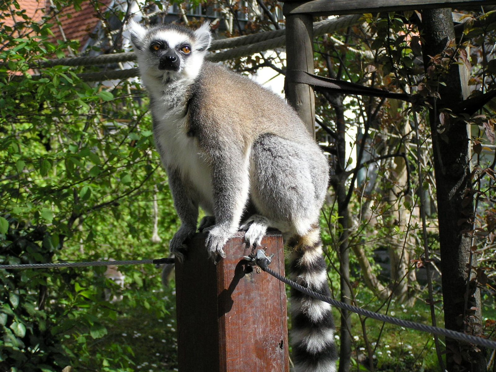 Animal Lemur 1600x1200