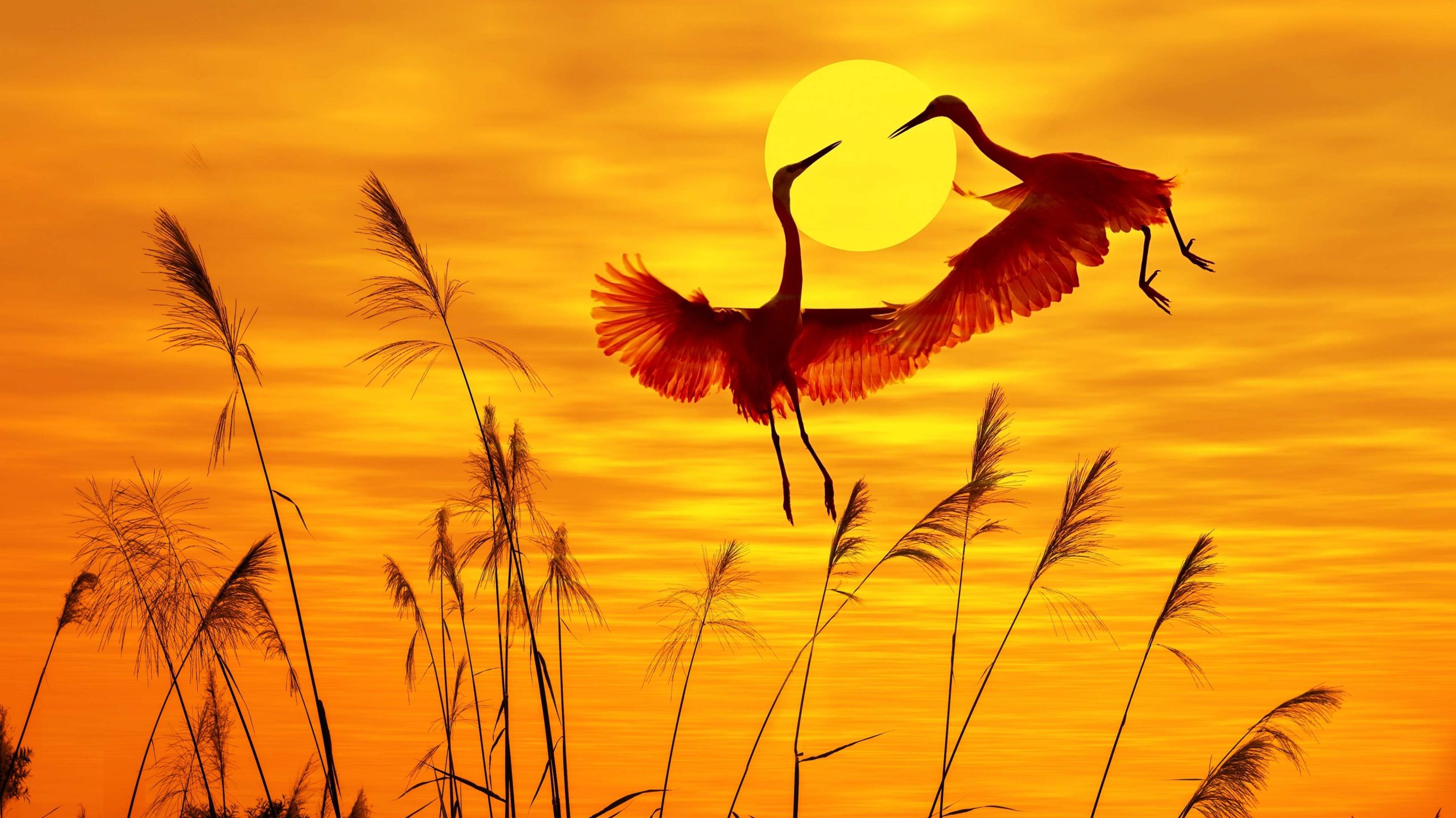 Animal Artistic Bird Heron Silhouette Sun Sunset 2560x1440
