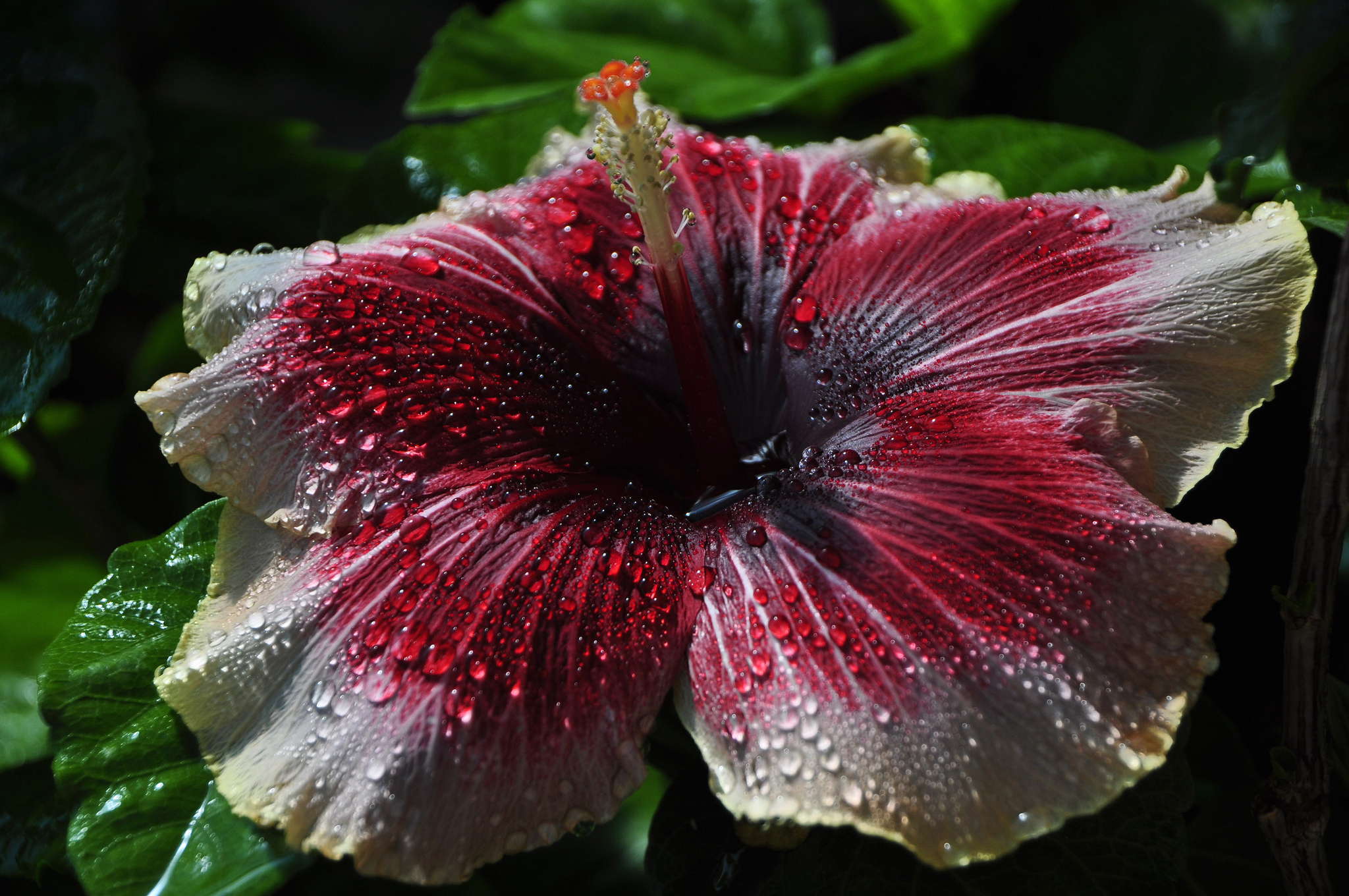 Earth Flower Hibiscus Red Flower Water Drop 2048x1360