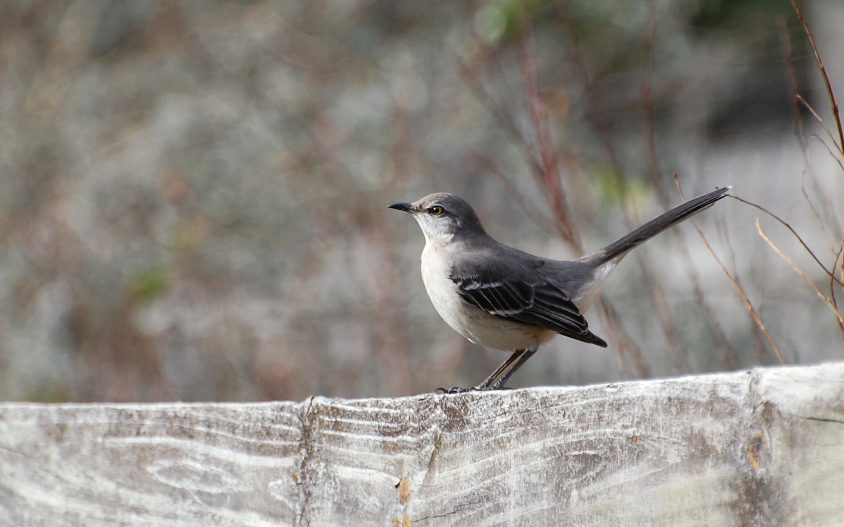 Bird 1680x1050