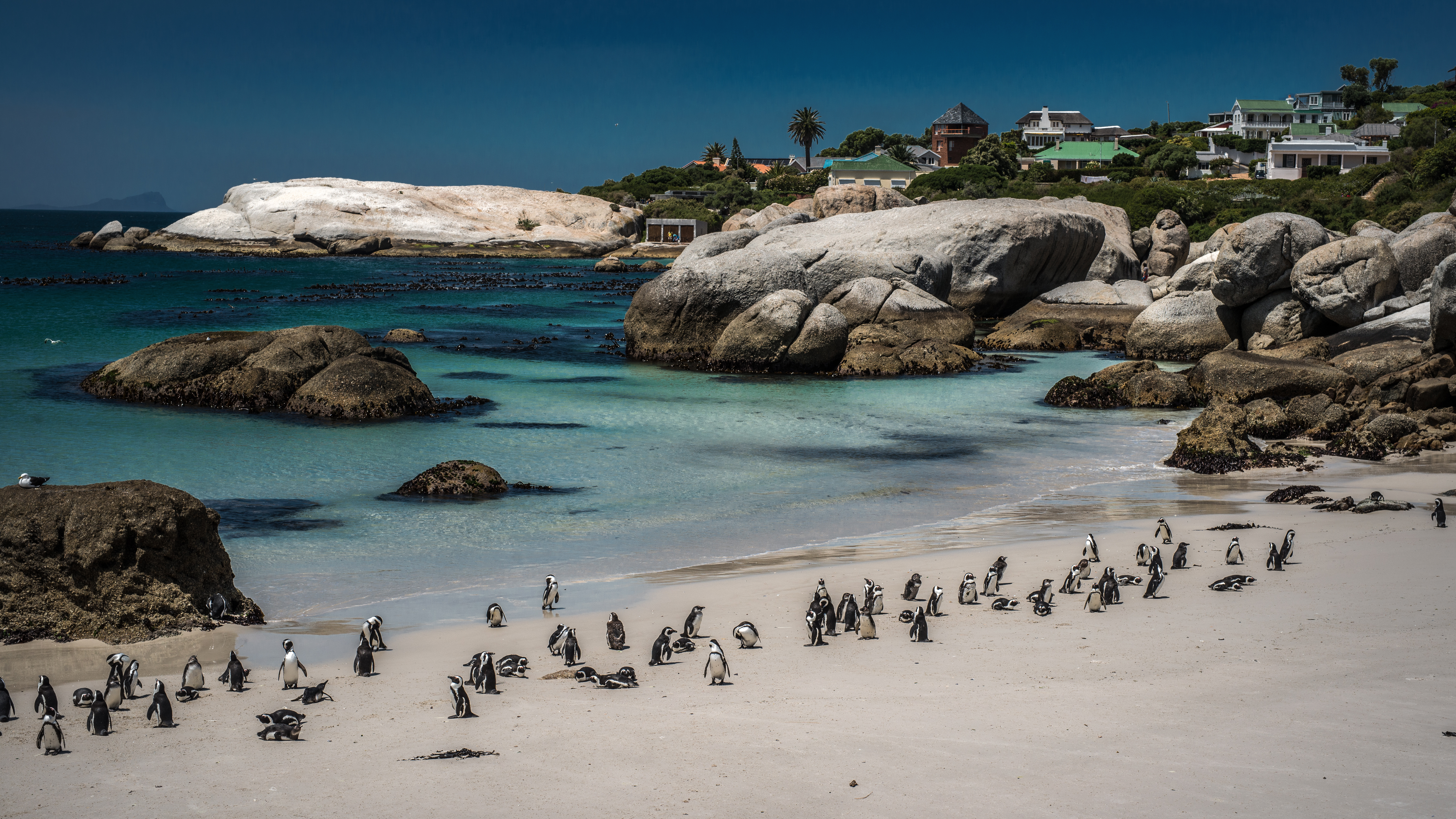 Beach Boulders Cape Town Coast Penguin South Africa 7048x3964
