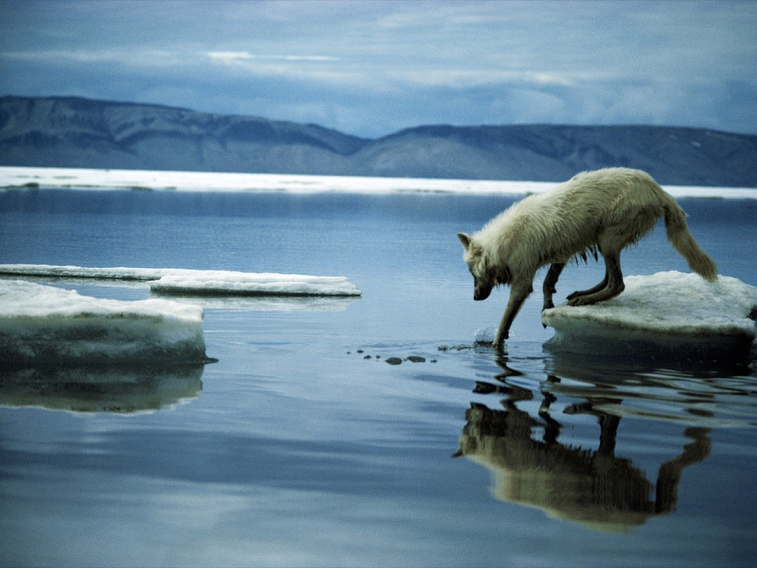 Animal Arctic Wolf 2560x1920